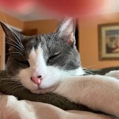 Enlarge Otis, a ADOPTABLE mixed breed in Bolingbrook, IL image 2/6