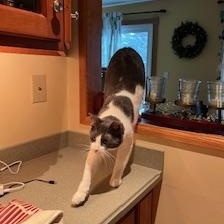 Enlarge Otis, a ADOPTABLE mixed breed in Bolingbrook, IL image 5/6