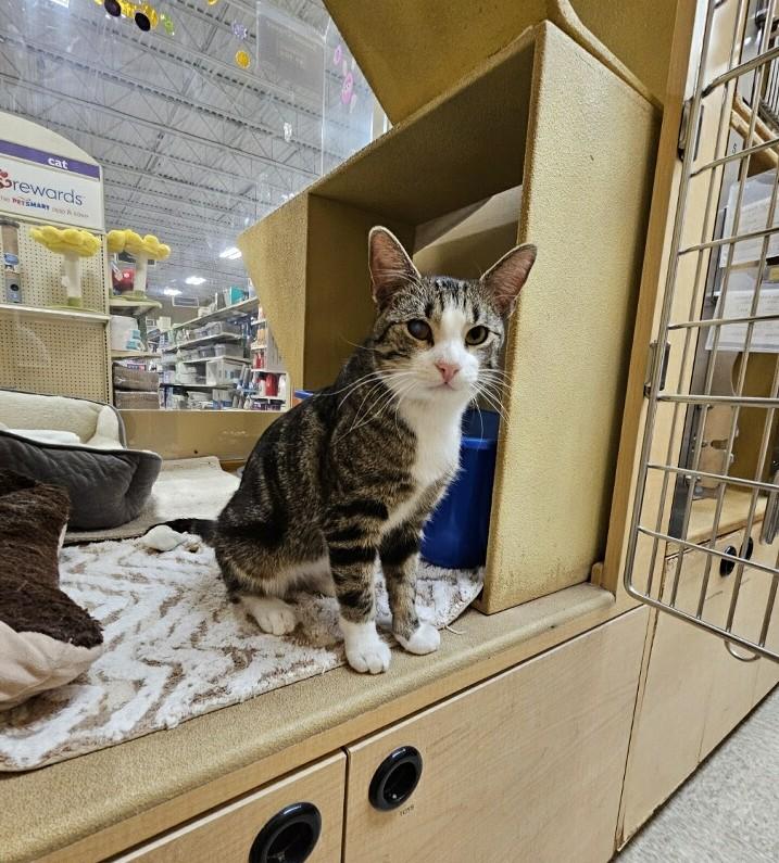 Enlarge Jerry, an adopted Domestic Short Hair in Barrington Hills, IL image 4/4