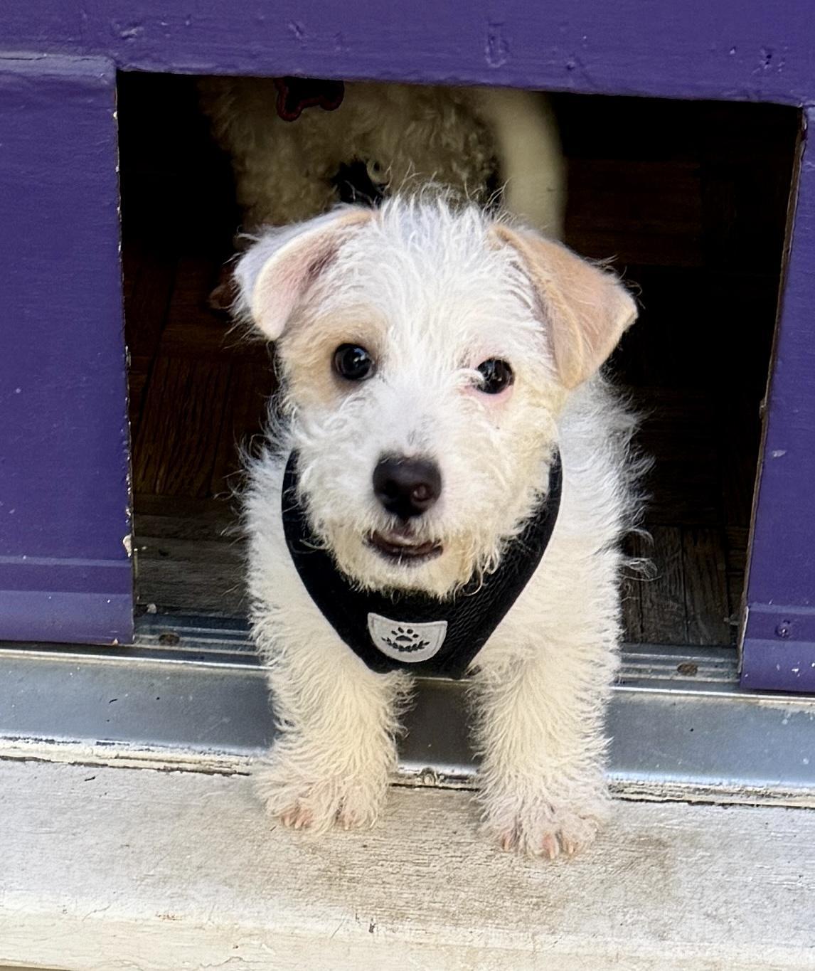 Mochi, a ADOPTABLE mixed breed in San Jose, CA image 2/3