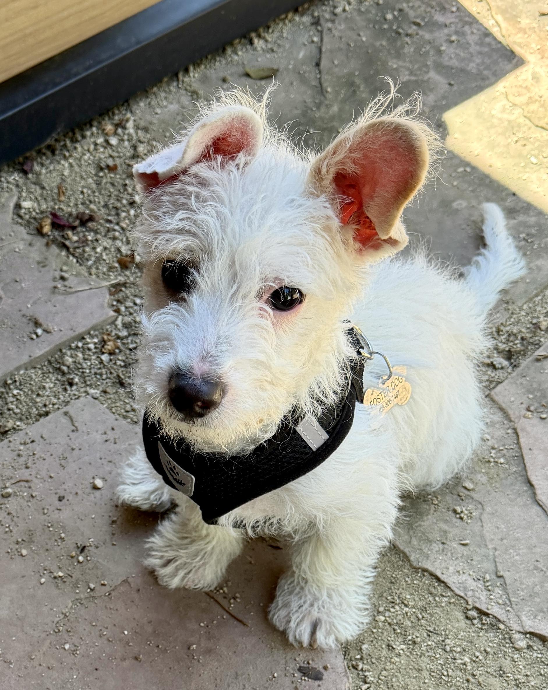 Mochi, ADOPTABLE, Puppy Male Maltese & West Highland White Terrier / Westie.