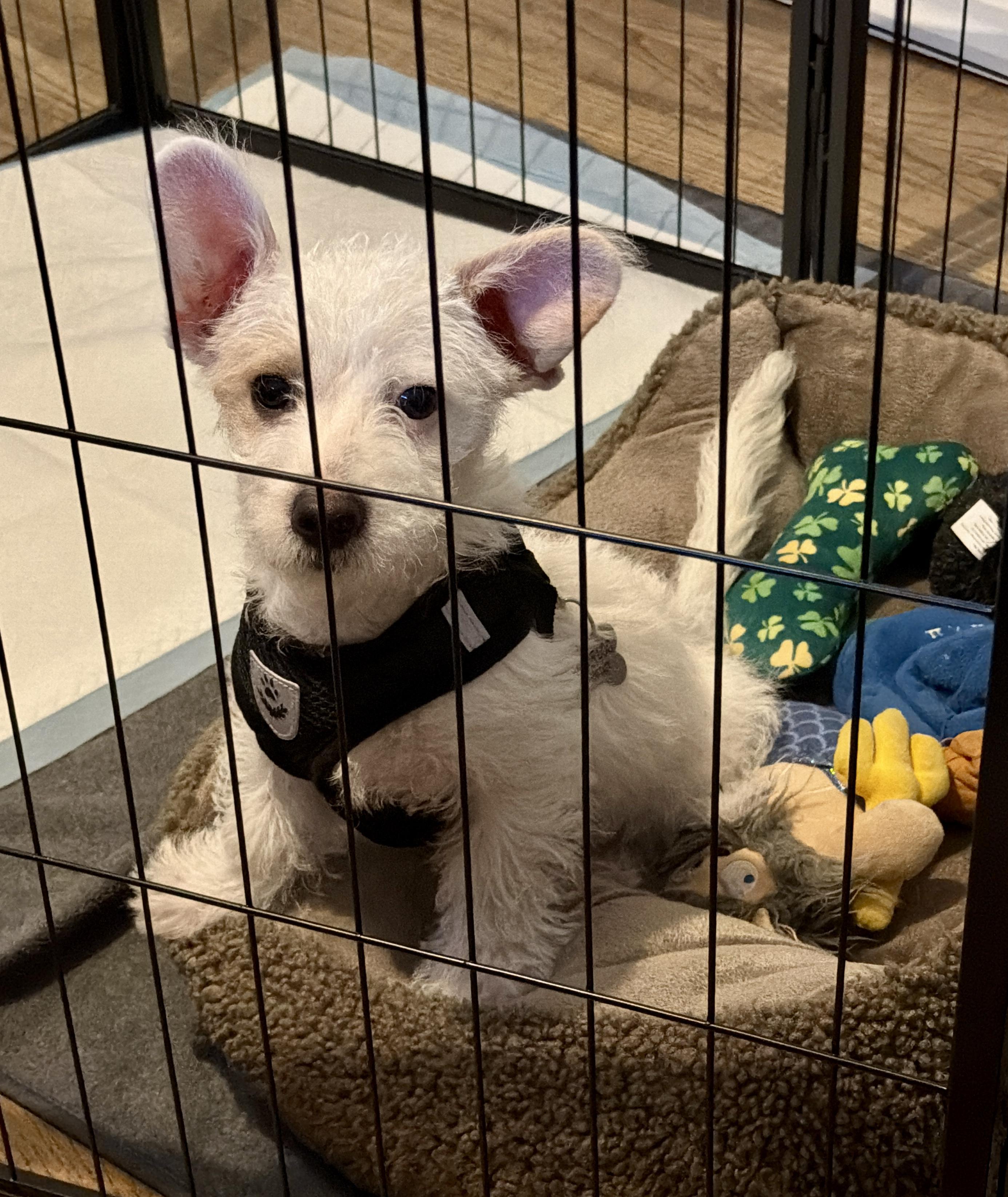 Mochi, a ADOPTABLE mixed breed in San Jose, CA image 3/3