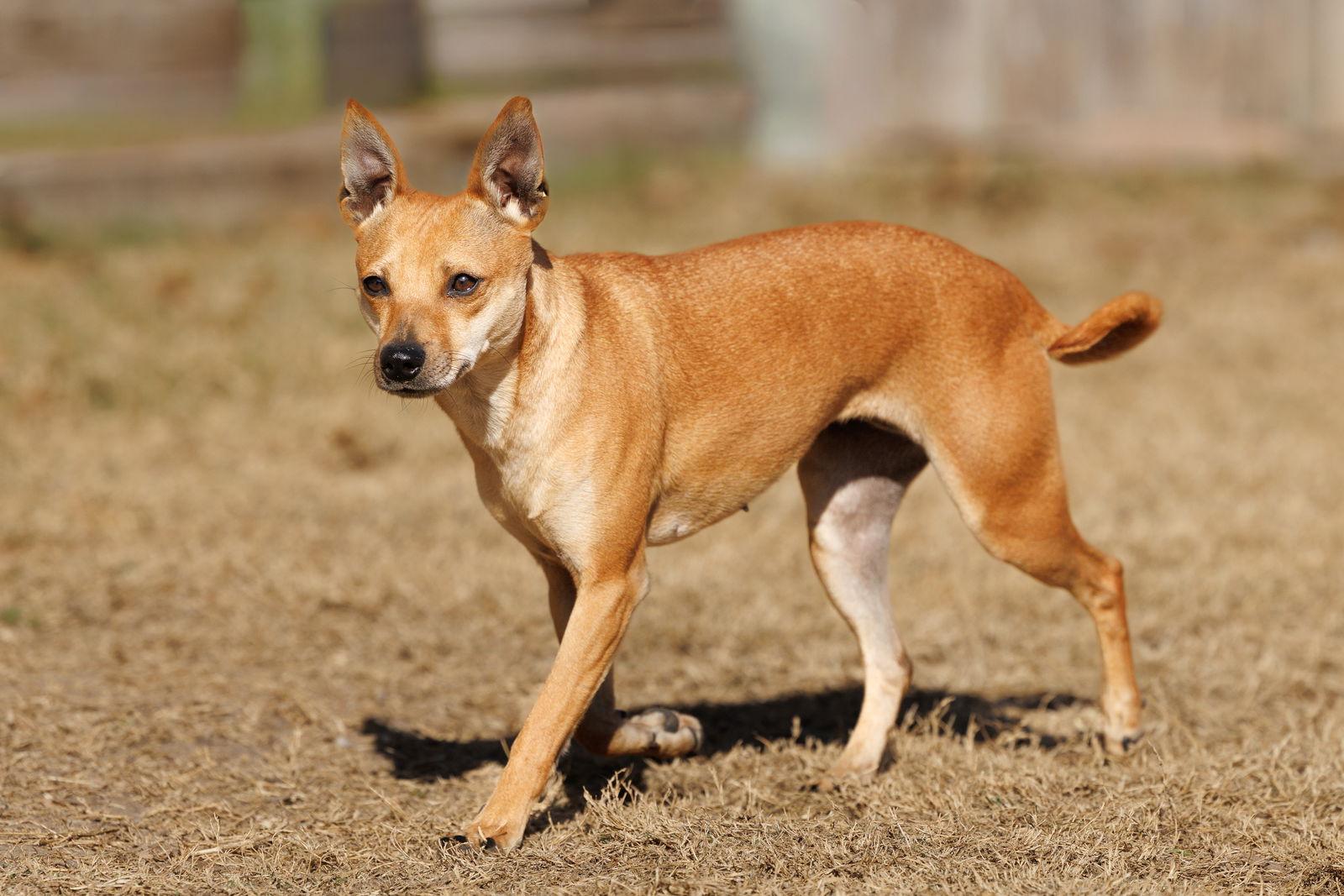 Enlarge Hazel, a Adoptable Chihuahua in McKinney, TX image 1/3