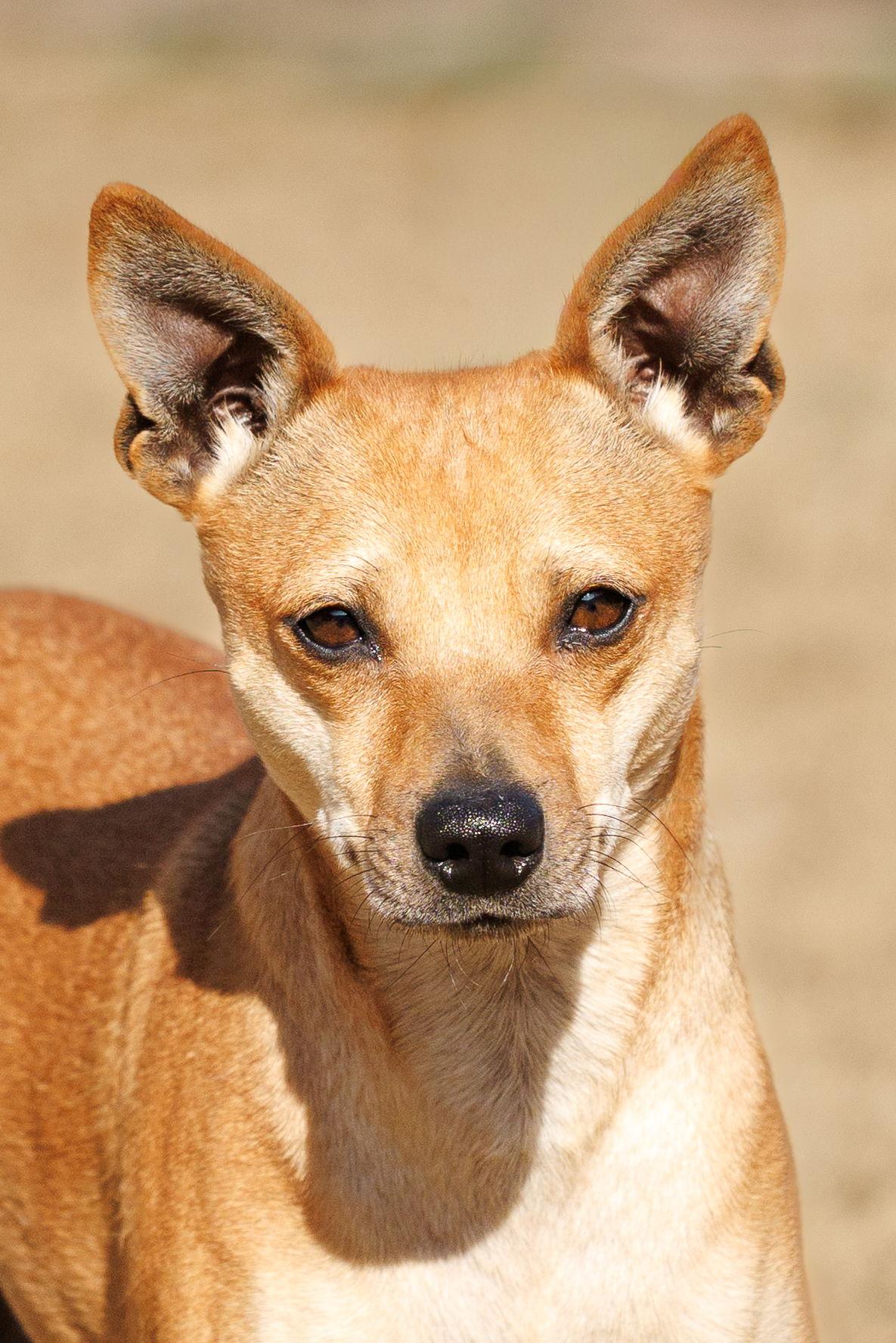 Enlarge Hazel, a Adoptable Chihuahua in McKinney, TX image 3/3