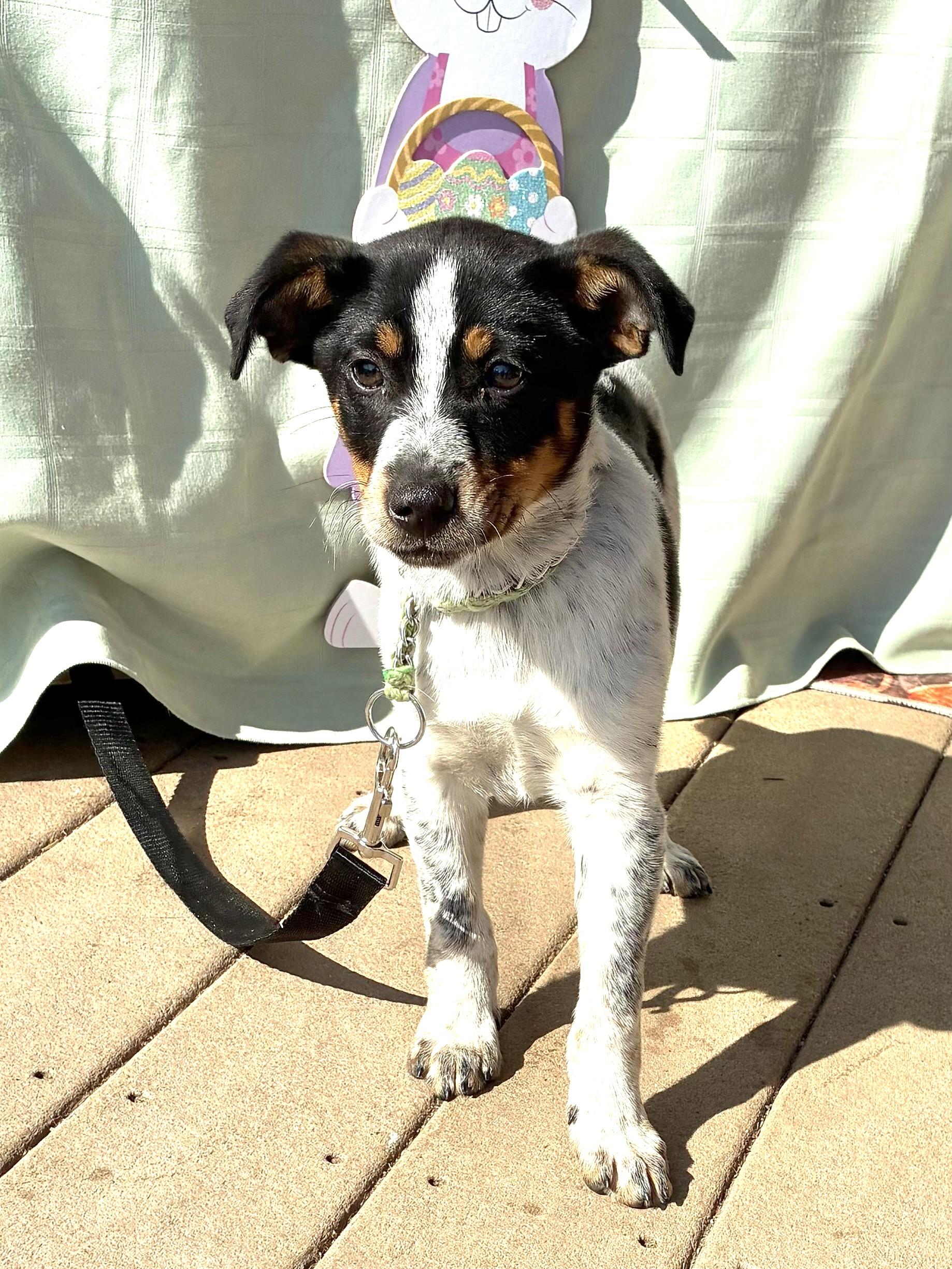 Enlarge Eggolli, a ADOPTABLE mixed breed in West Chicago, IL image 2/3