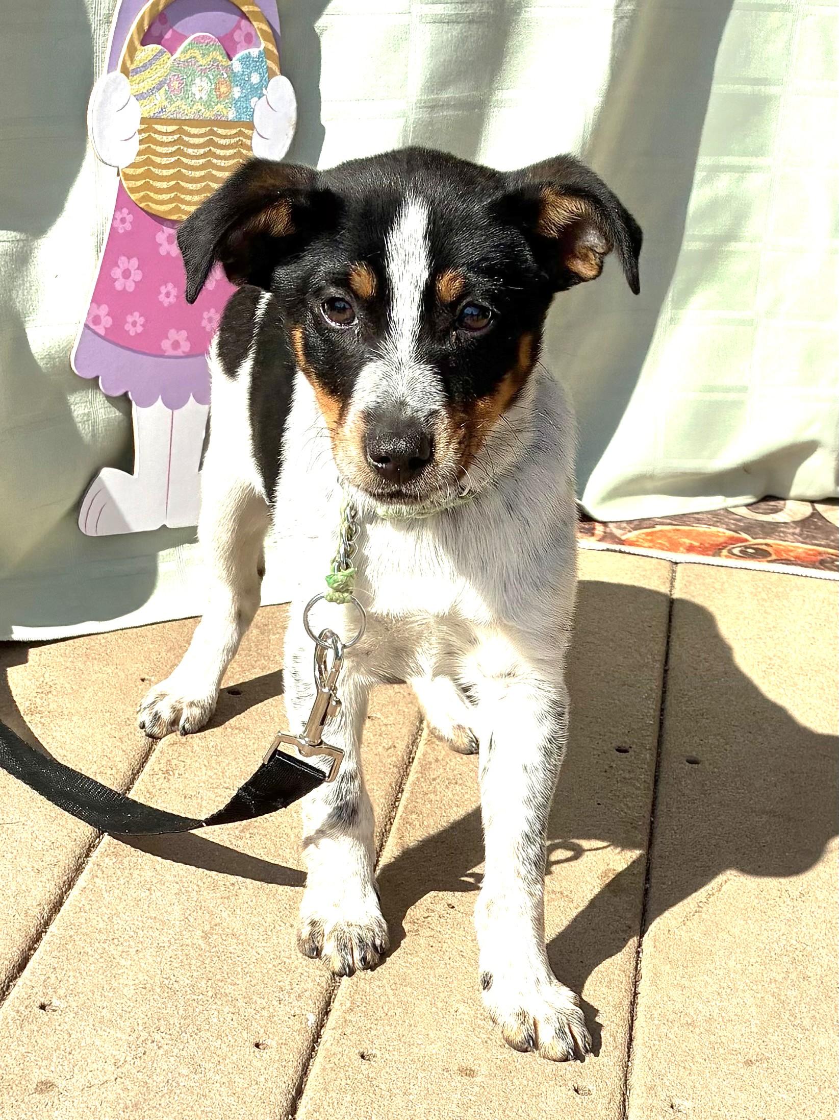 Eggolli, ADOPTABLE, Puppy Female Australian Cattle Dog / Blue Heeler & Jack Russell Terrier.