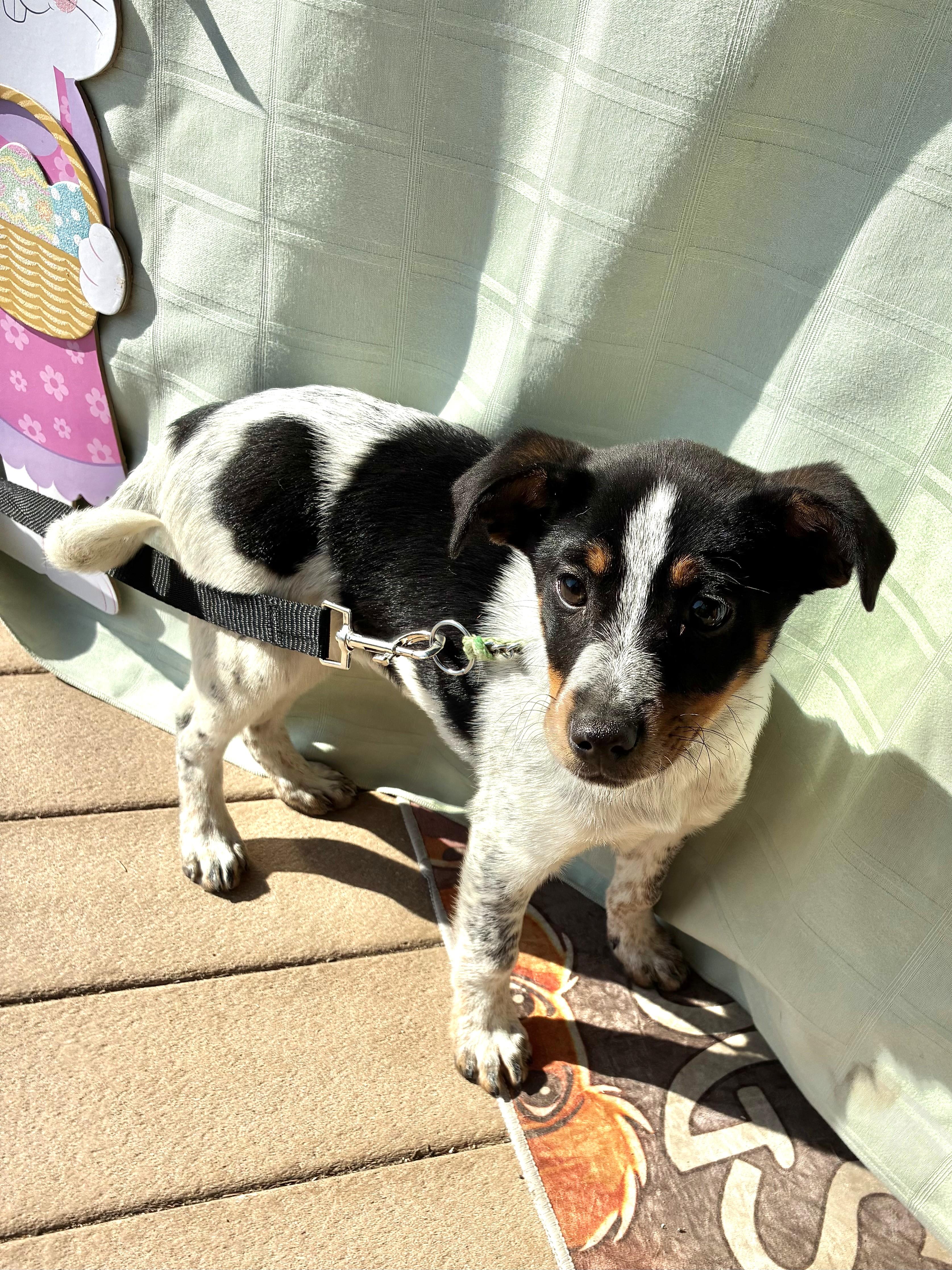 Enlarge Eggolli, a ADOPTABLE mixed breed in West Chicago, IL image 3/3