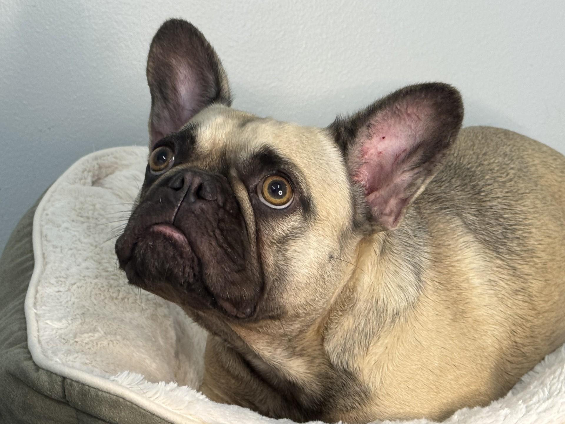 Penelope, an adopted French Bulldog in Richmond, VA image 2/6