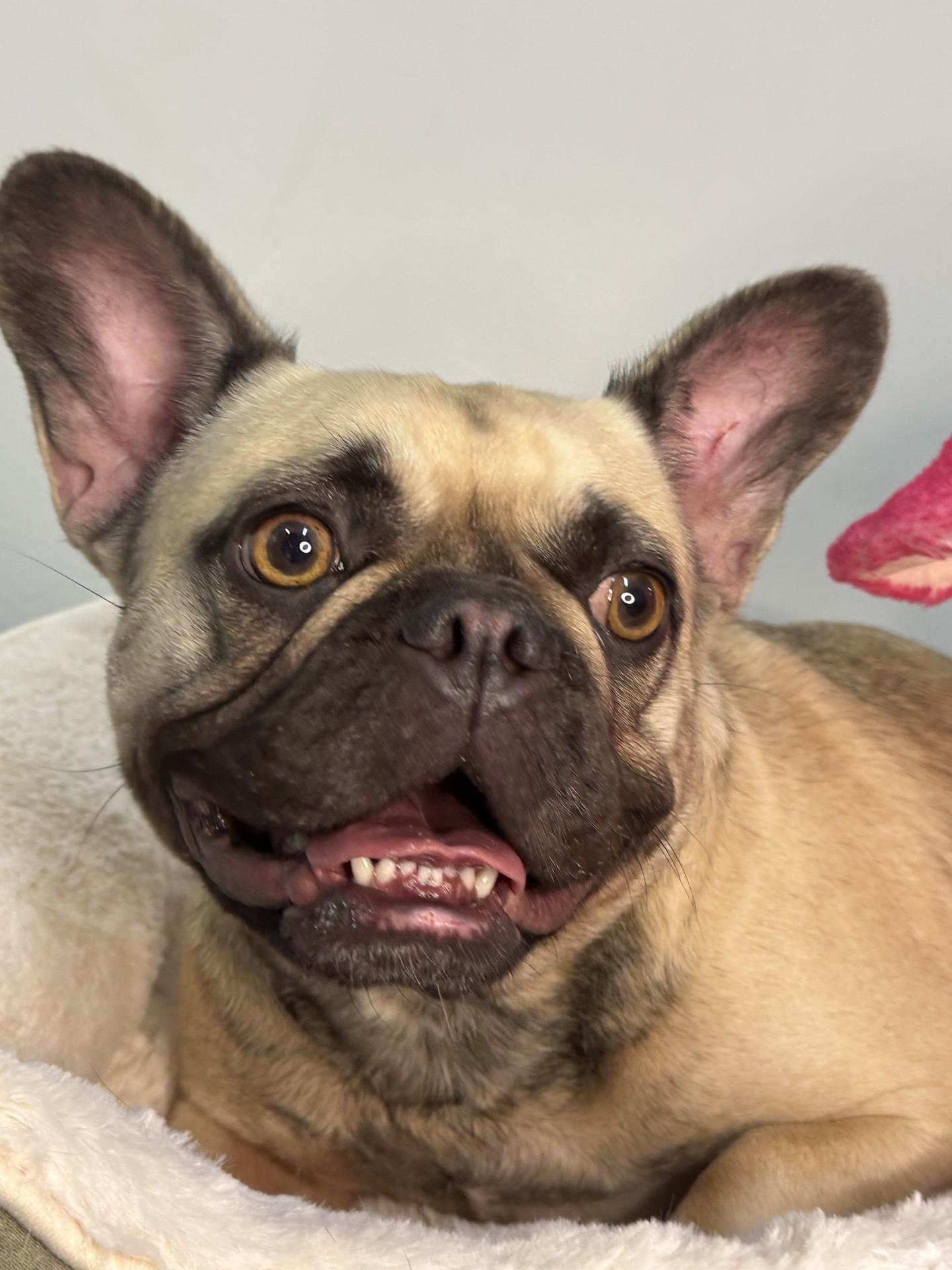 Penelope, an adopted French Bulldog in Richmond, VA image 6/6
