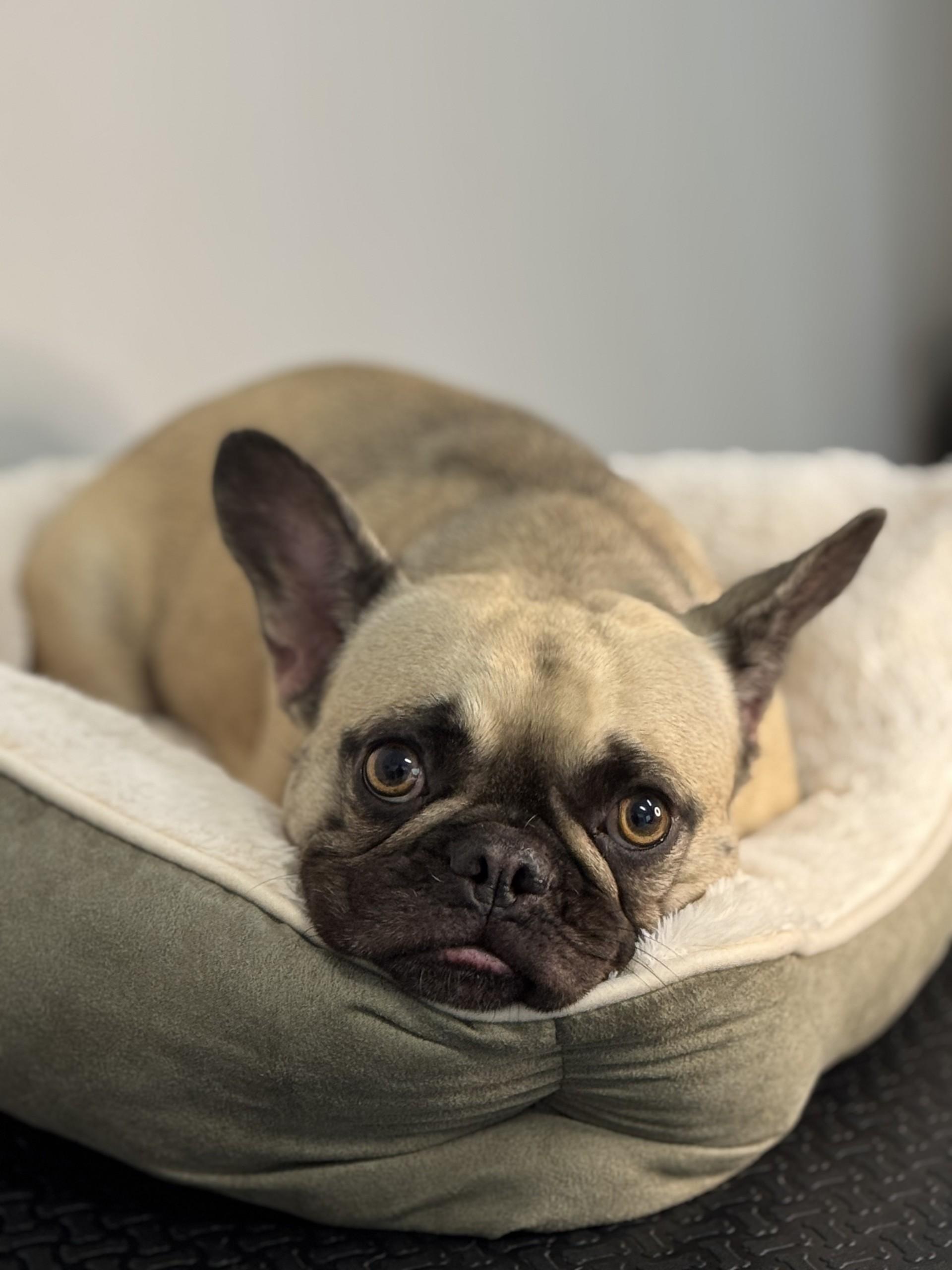 Penelope, adopted, Adult Female French Bulldog.