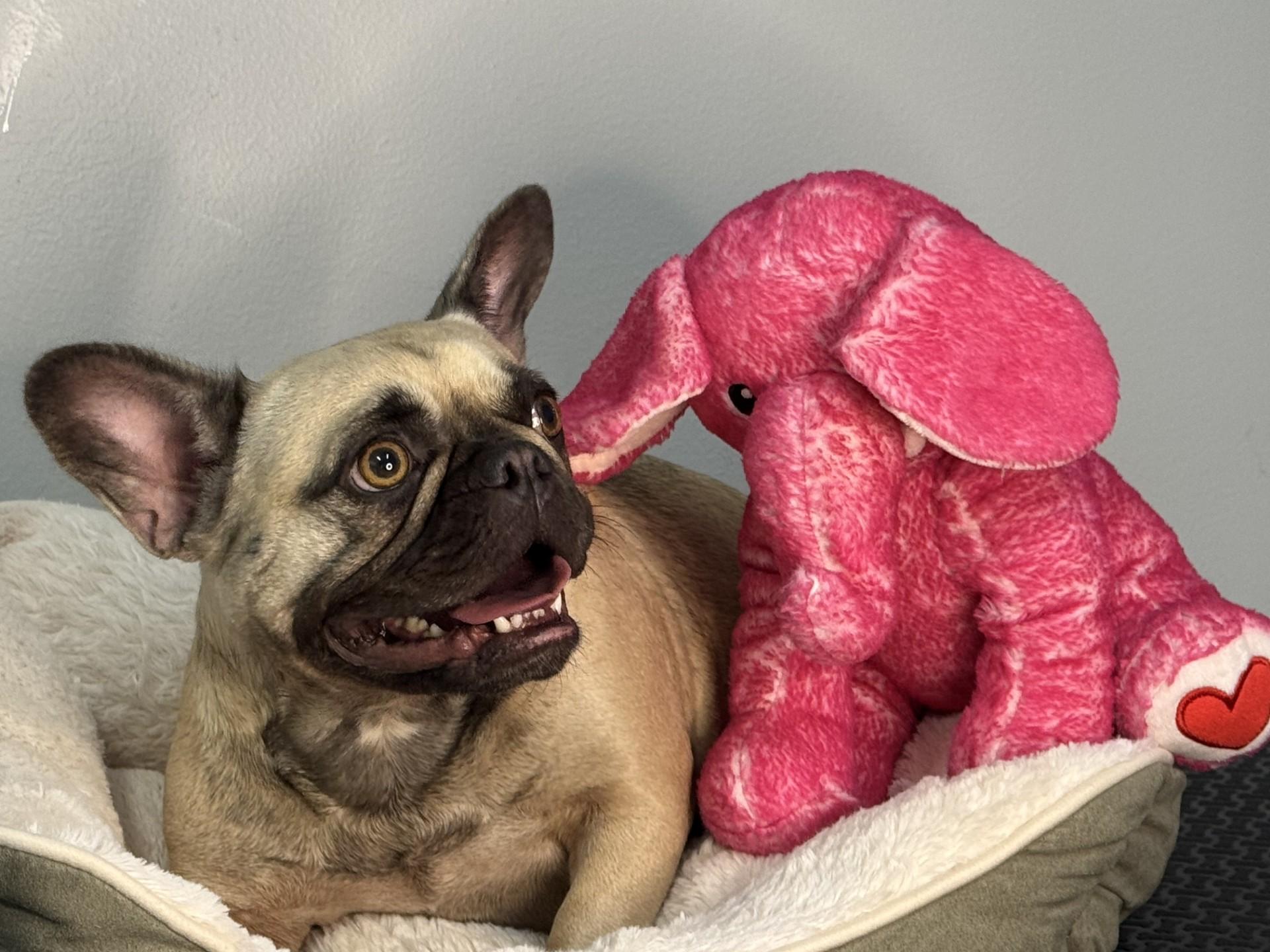 Penelope, an adopted French Bulldog in Richmond, VA image 3/6