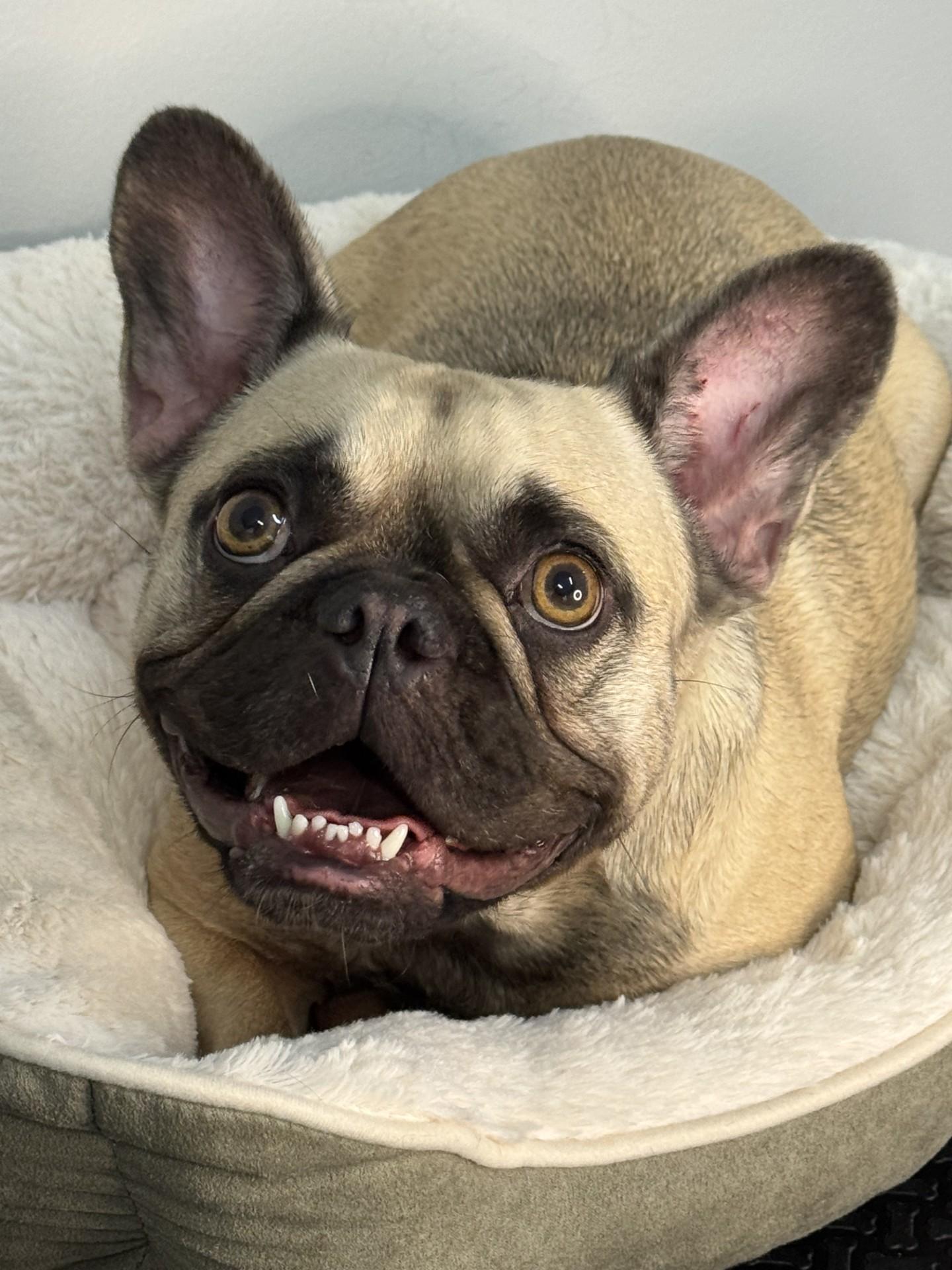 Penelope, an adopted French Bulldog in Richmond, VA image 5/6