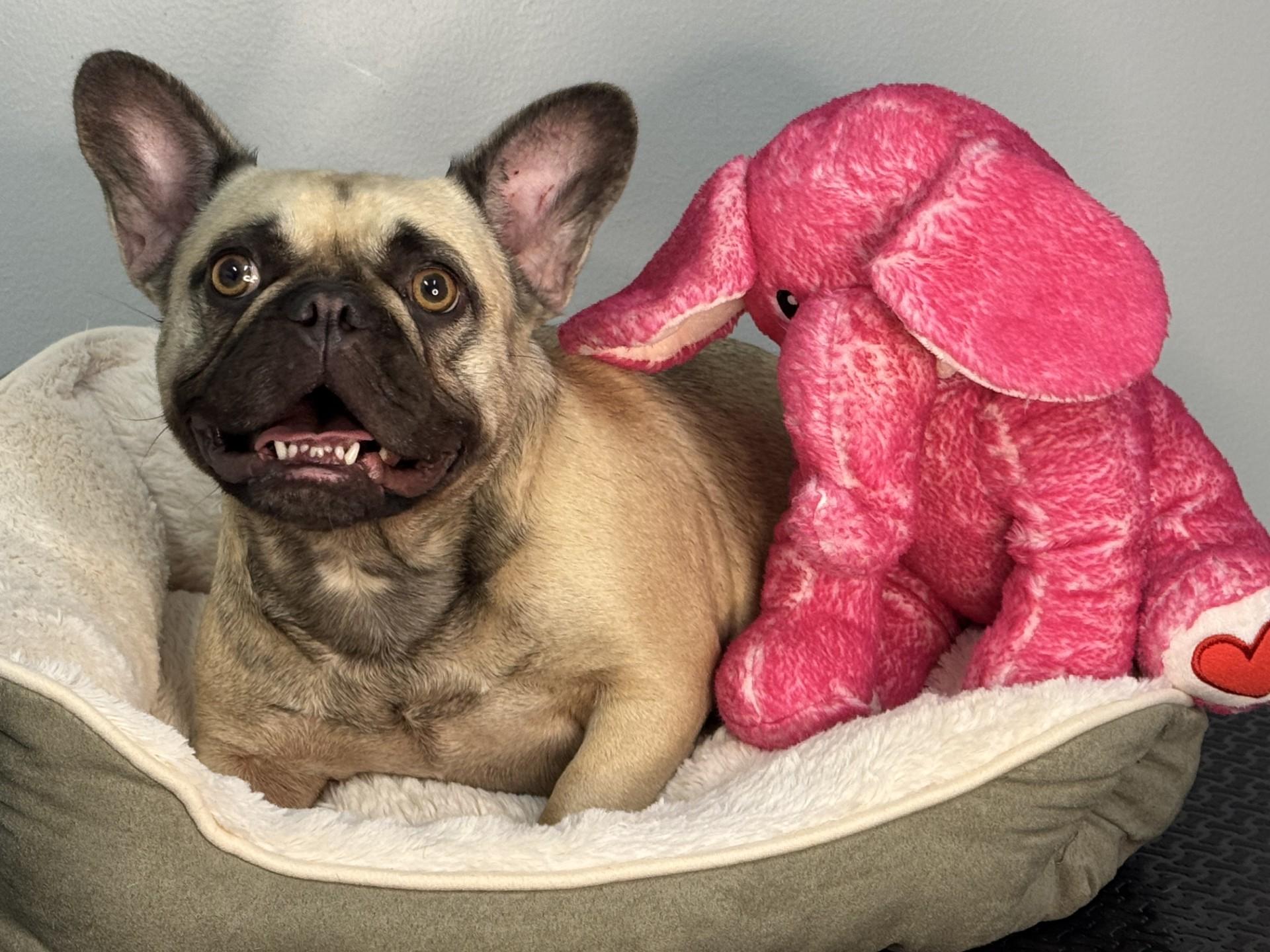 Penelope, an adopted French Bulldog in Richmond, VA image 4/6