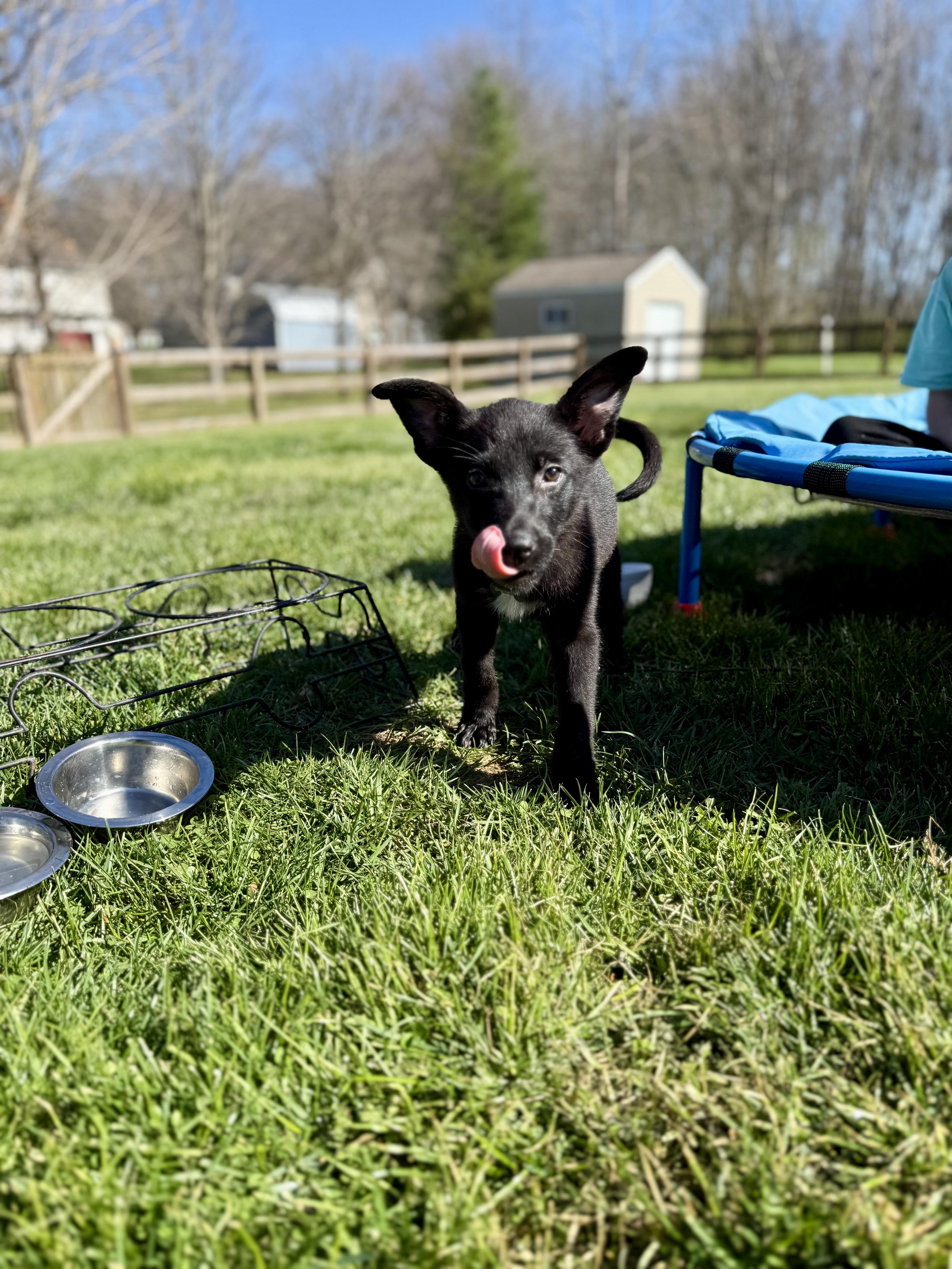 Enlarge Dixie - ADOPTION PENDING!, an adopted mixed breed in Cincinnati, OH image 2/3