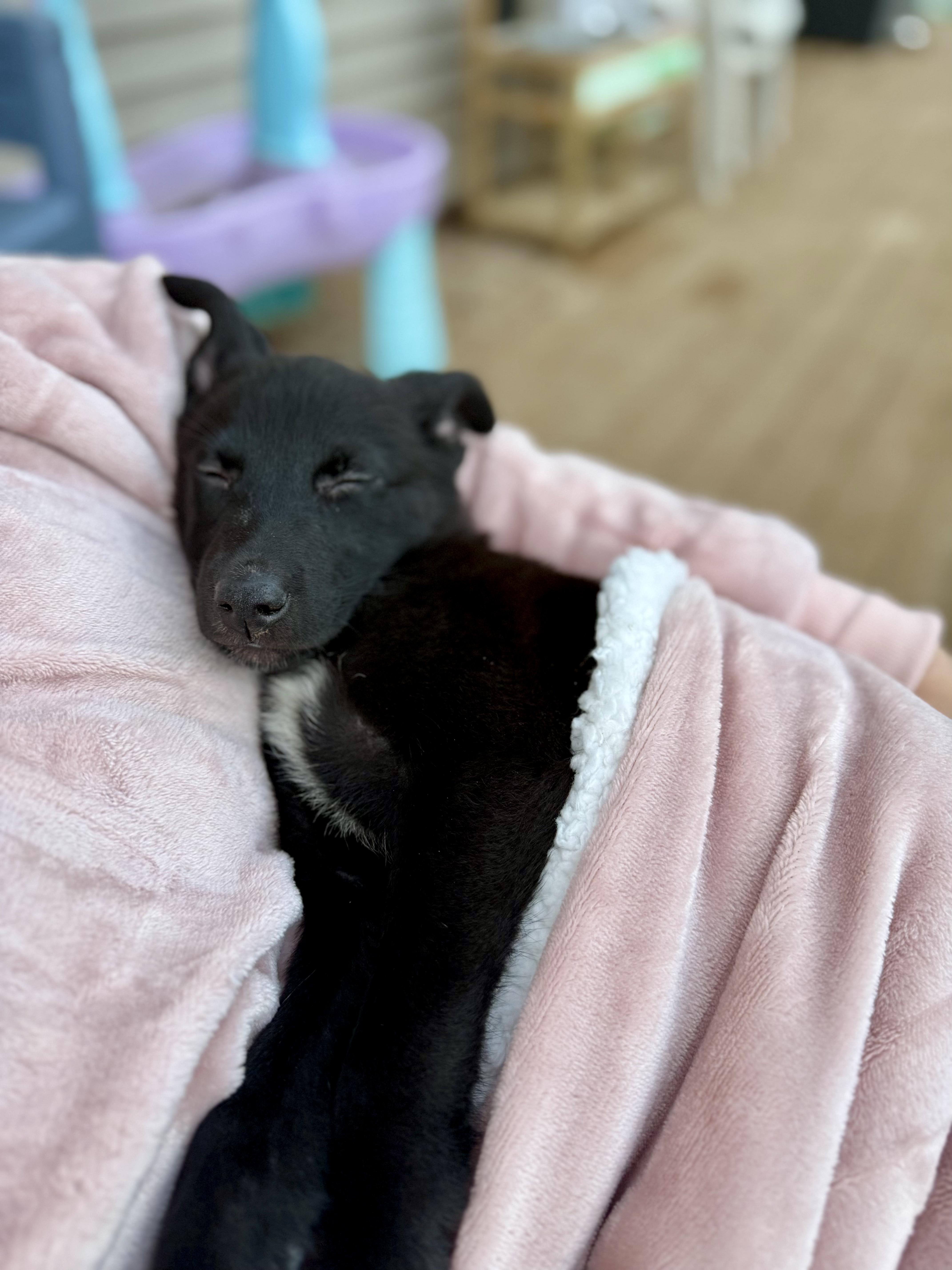 Enlarge Dixie - ADOPTION PENDING!, an adopted mixed breed in Cincinnati, OH image 3/3