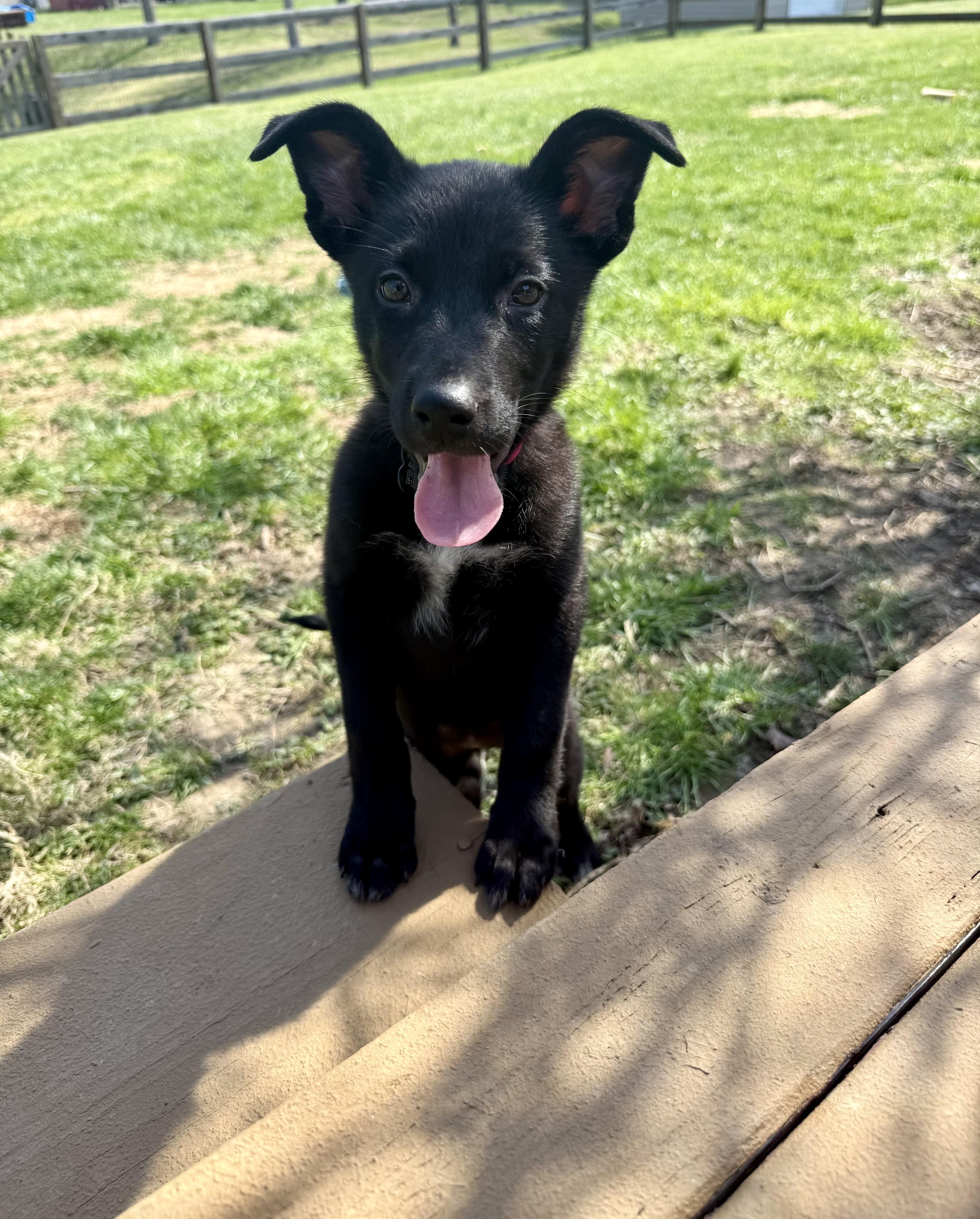 Dixie - ADOPTION PENDING!, adopted, Puppy Female Belgian Shepherd / Malinois.