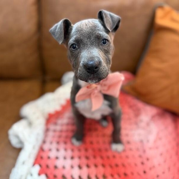 Sassy Wigglebutt McTug-of-War Supreme — thumbnail 2