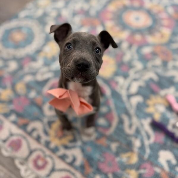 Sassy Wigglebutt McTug-of-War Supreme — thumbnail 4