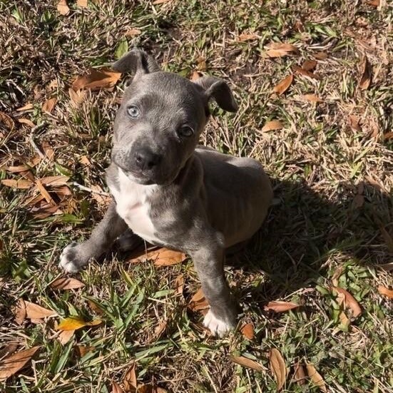 Sassy Wigglebutt McTug-of-War Supreme — thumbnail 5