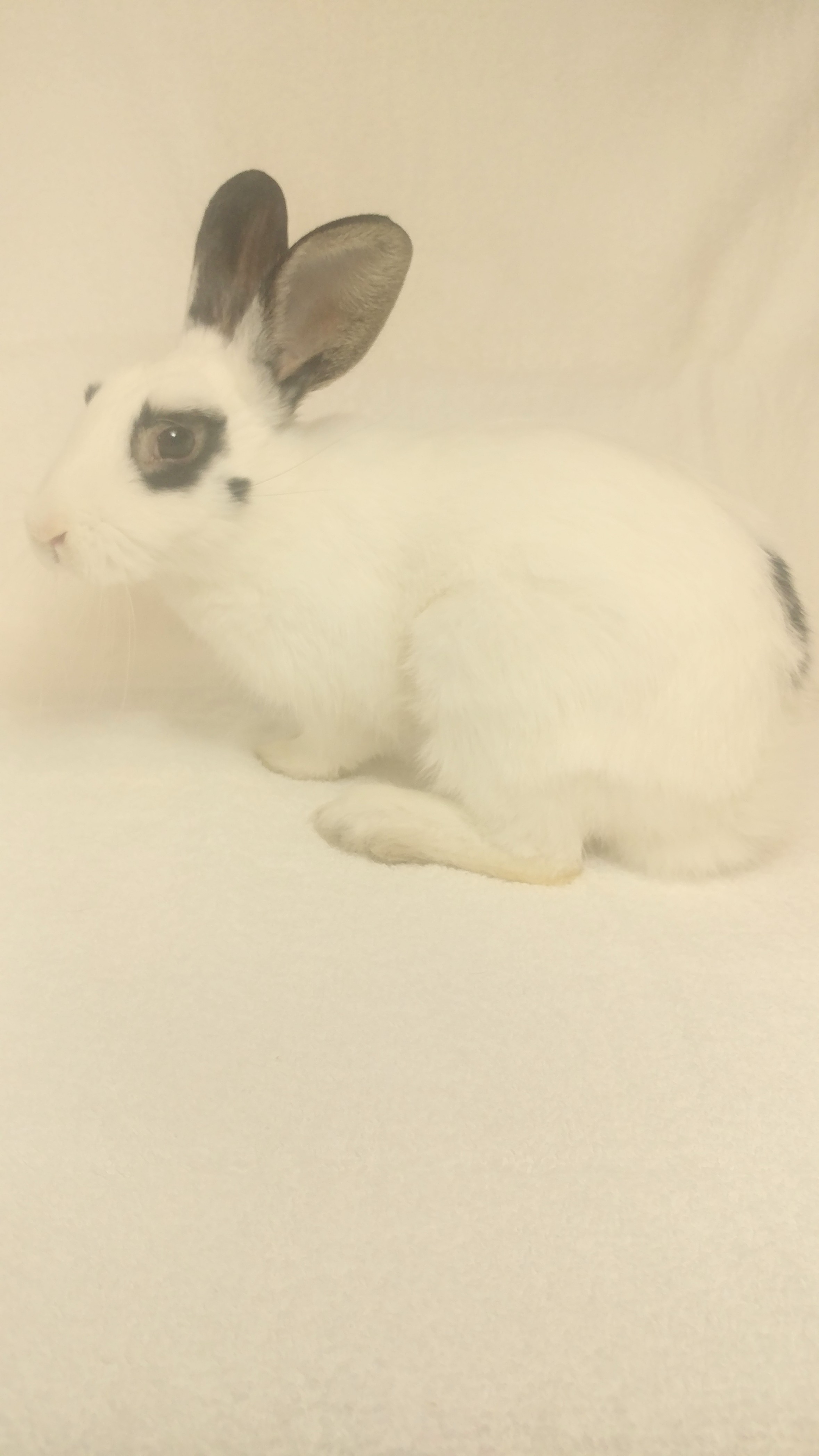 Apollo, a Adoptable Hotot in Lake Elsinore, CA image 3/6