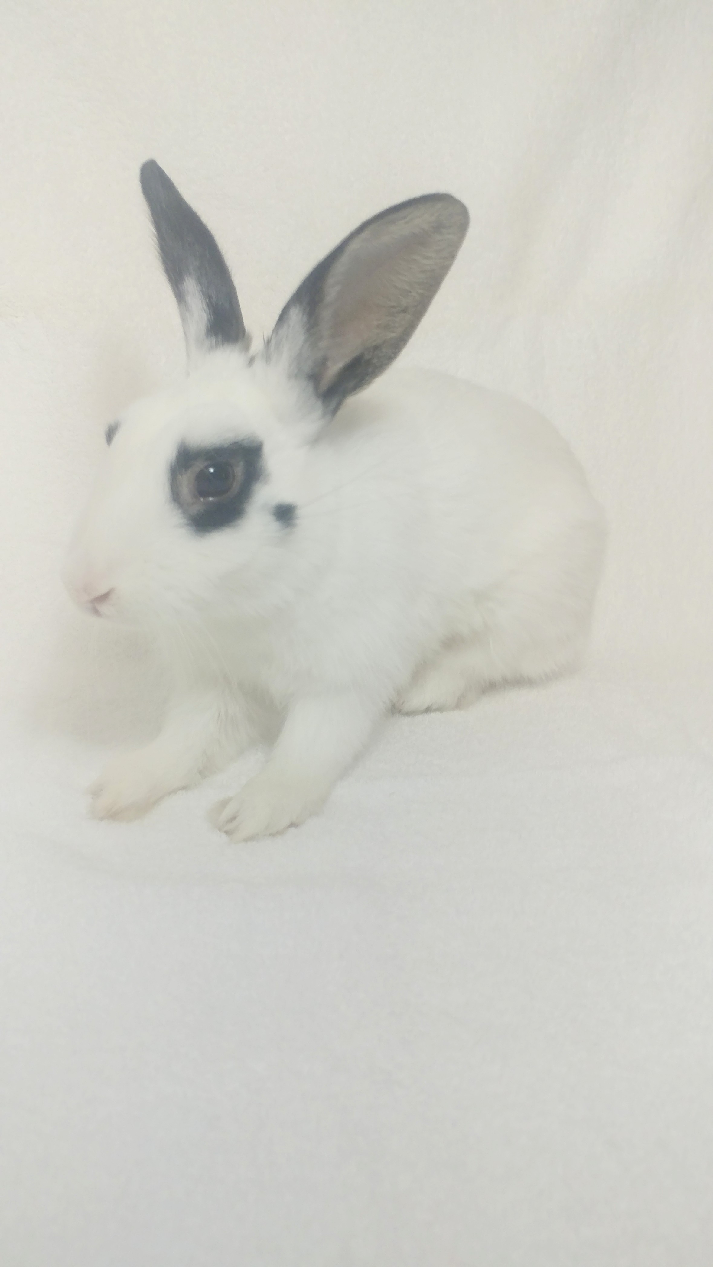 Apollo, Adoptable, Young Male Hotot.