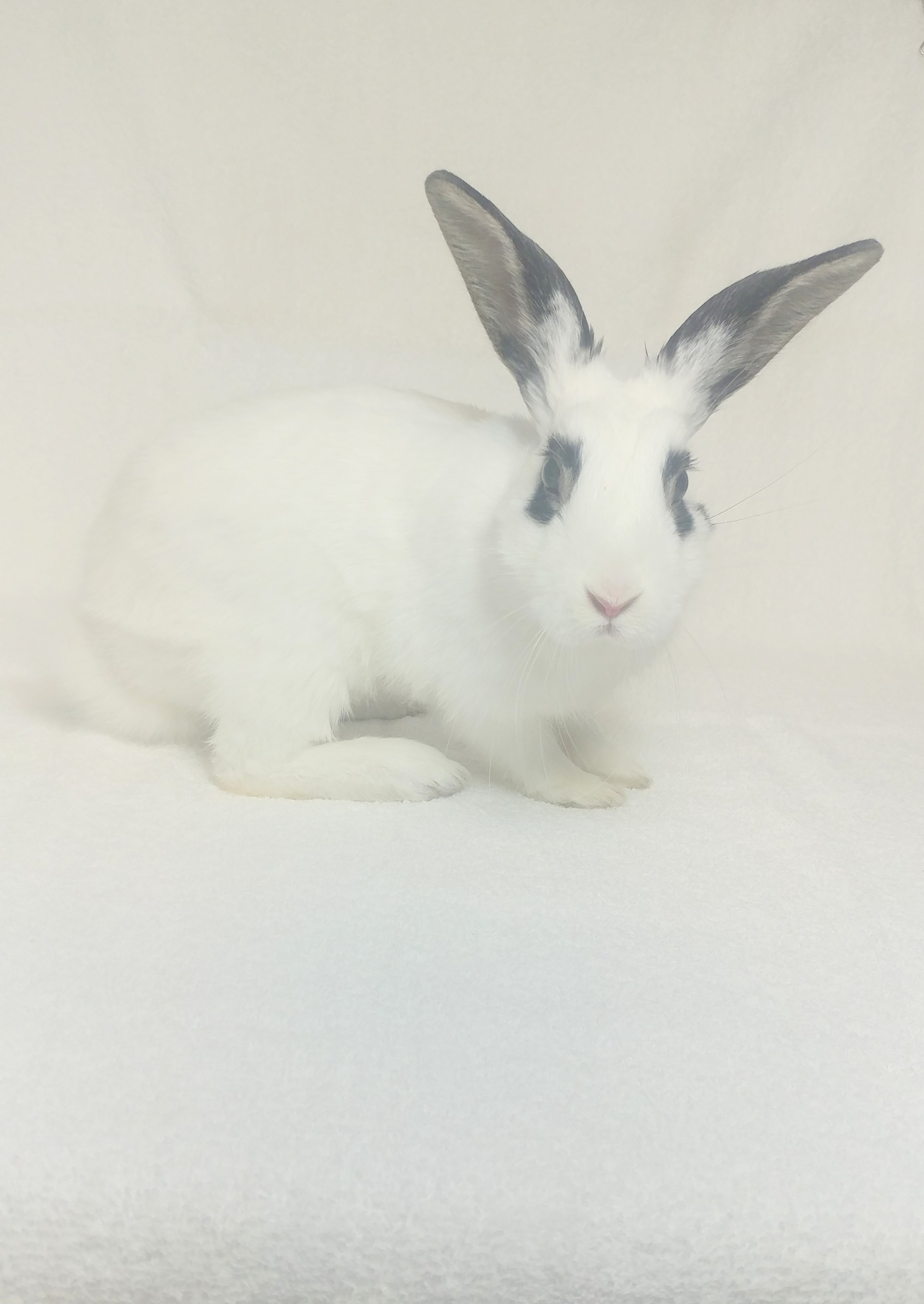 Apollo, a Adoptable Hotot in Lake Elsinore, CA image 2/6