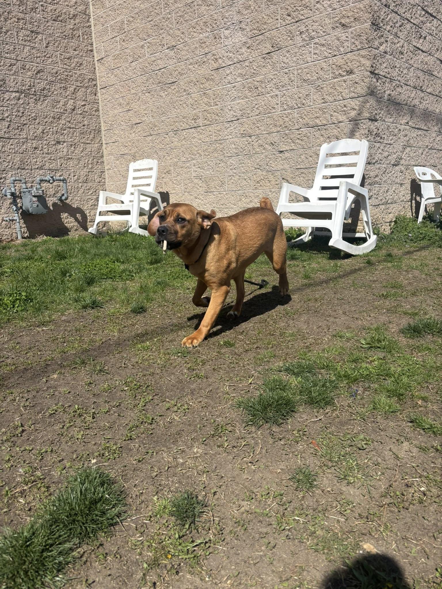 Enlarge Lily, a ADOPTABLE mixed breed in Clayton, NJ image 2/4