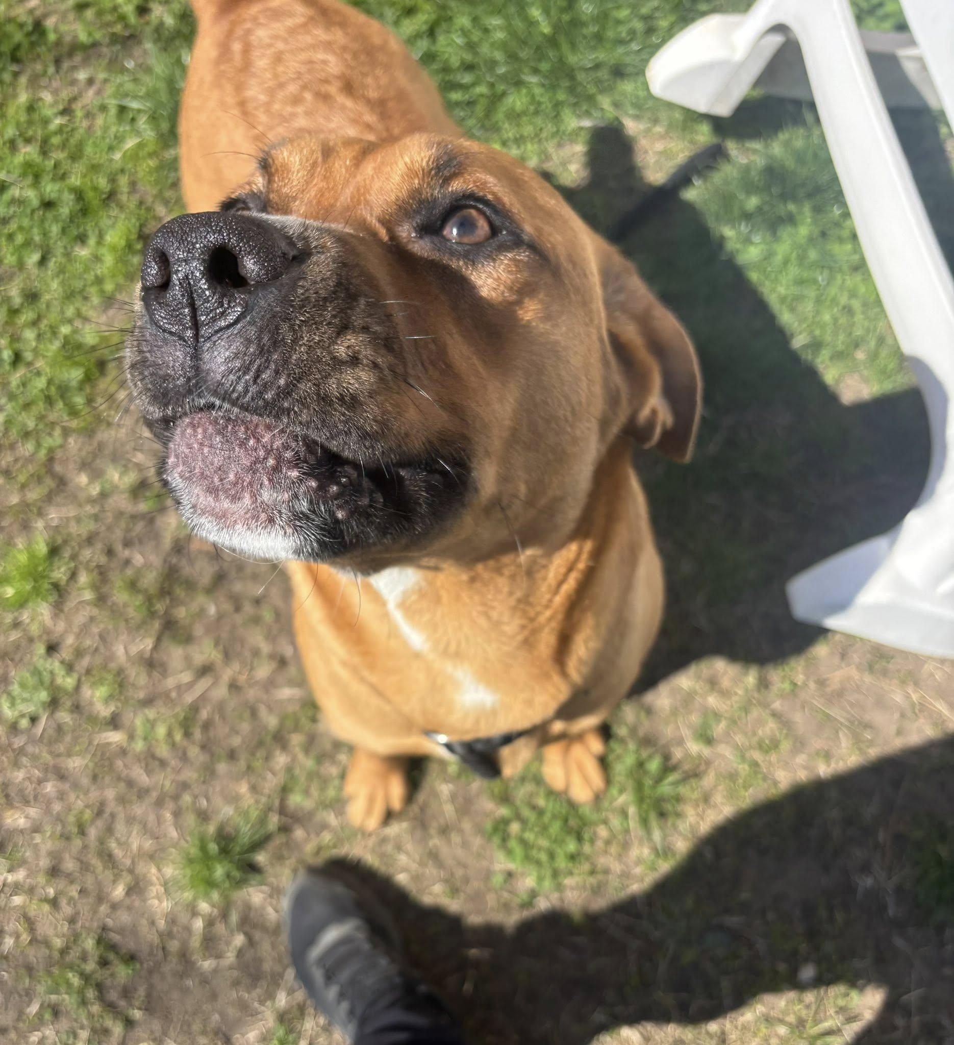 Enlarge Lily, a ADOPTABLE mixed breed in Clayton, NJ image 4/4