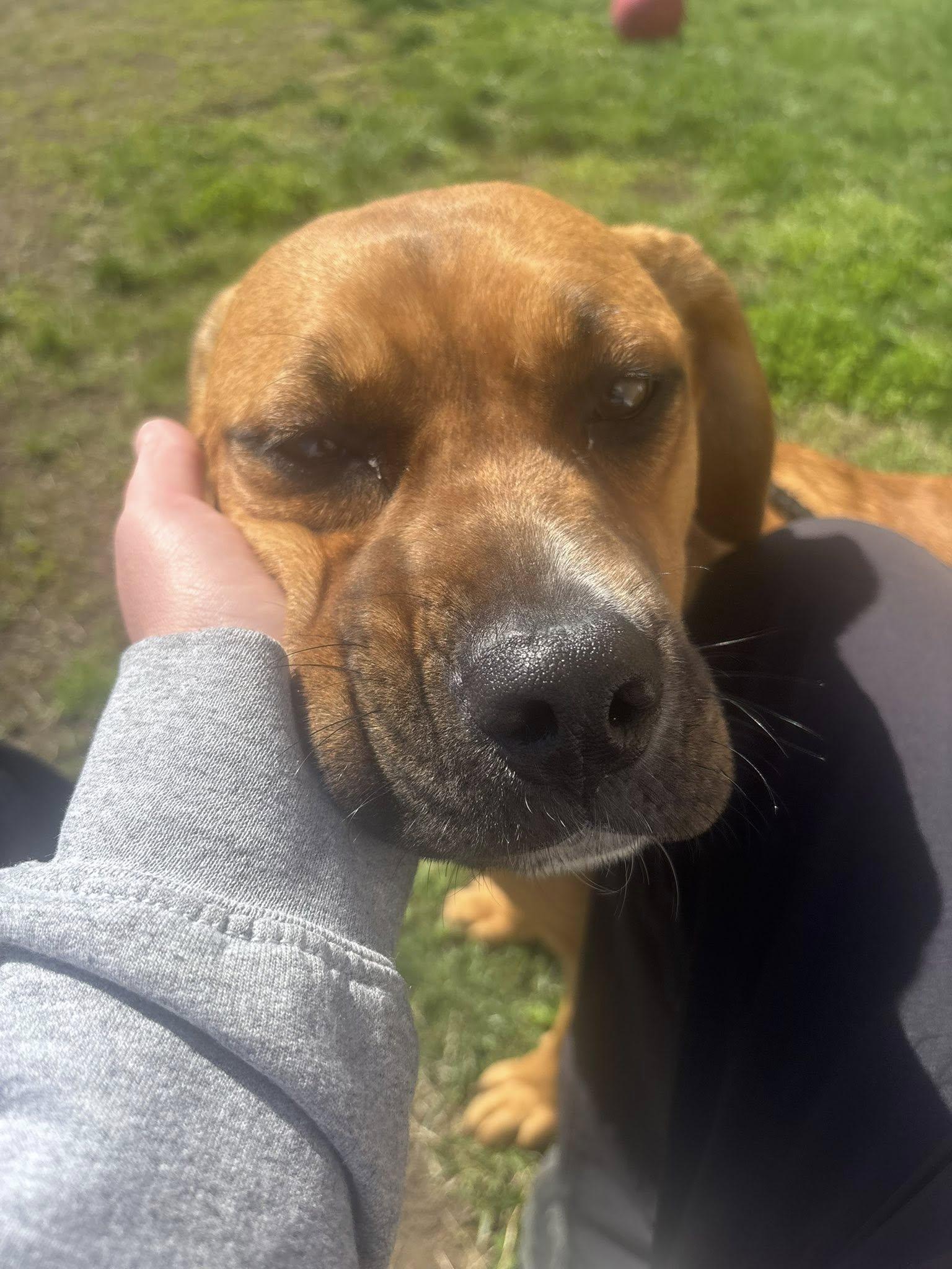 Enlarge Lily, a ADOPTABLE mixed breed in Clayton, NJ image 3/4