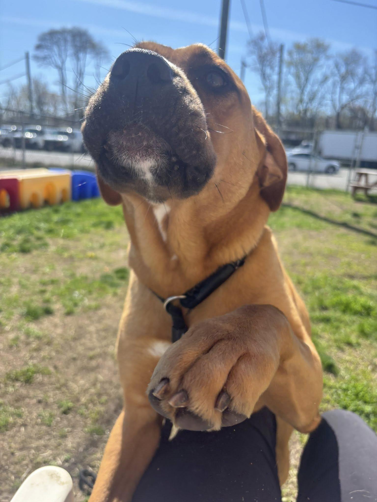 Lily, ADOPTABLE, Puppy Female Mastiff & Labrador Retriever.