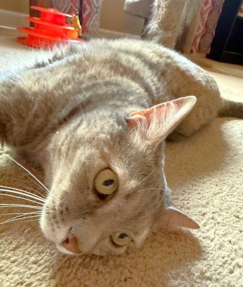 Cleopatra, Adoptable, Adult Female Domestic Short Hair & Torbie.