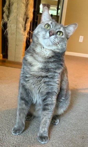 Enlarge Cleopatra, a Adoptable mixed breed in Shawnee, KS image 2/3