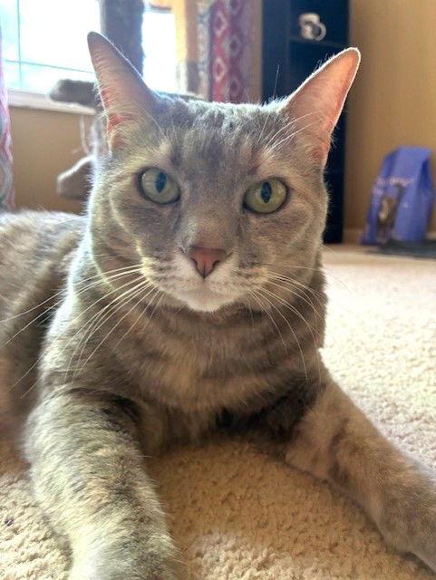 Enlarge Cleopatra, a Adoptable mixed breed in Shawnee, KS image 3/3