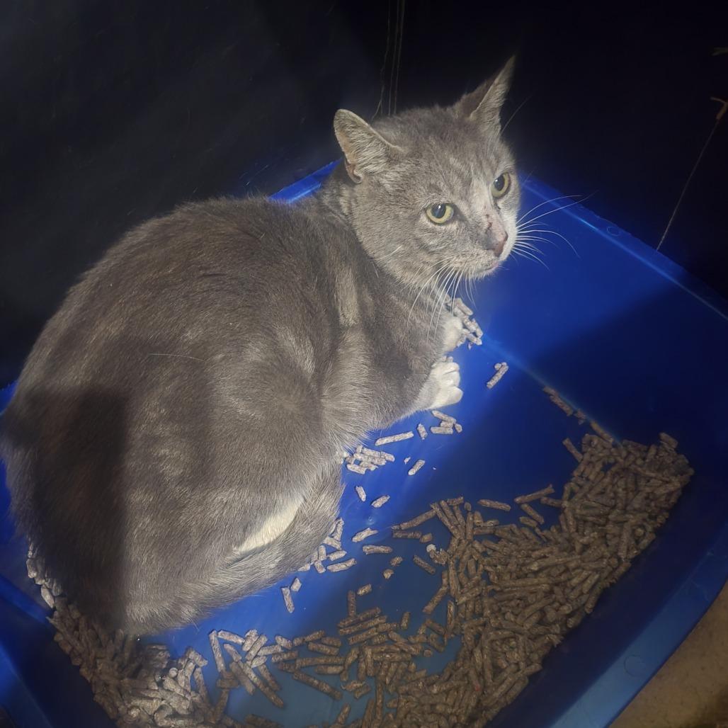 Enlarge Credit, a Adoptable Domestic Short Hair in Brooklyn, NY image 1/1