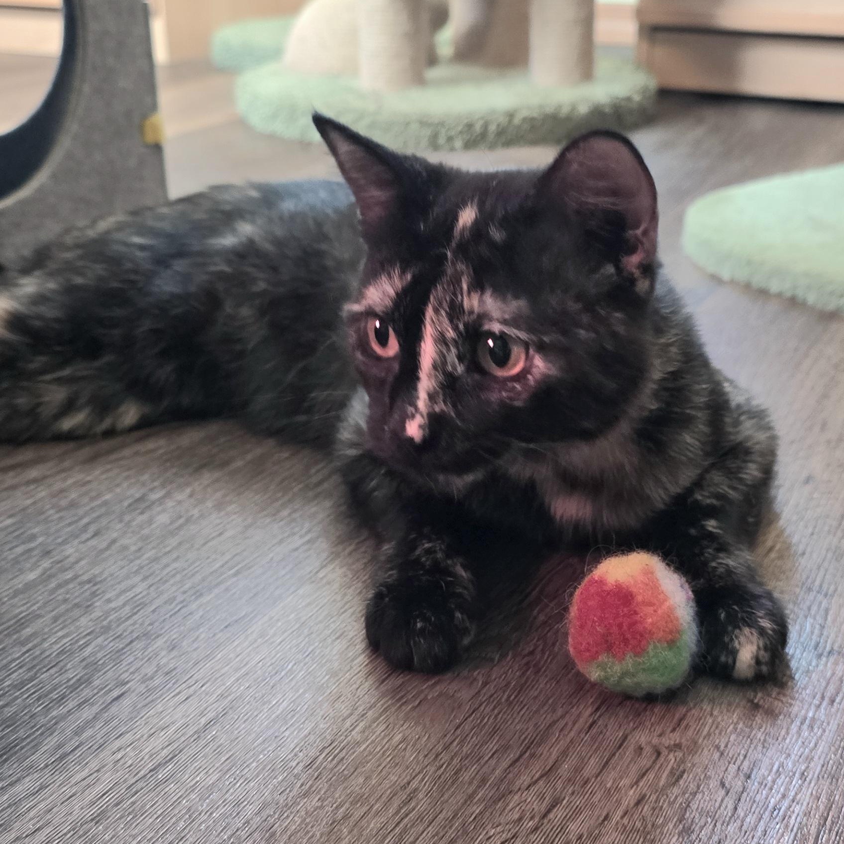 Enlarge ROBIN, a Adoptable Tortoiseshell in Fletcher, OK image 2/6