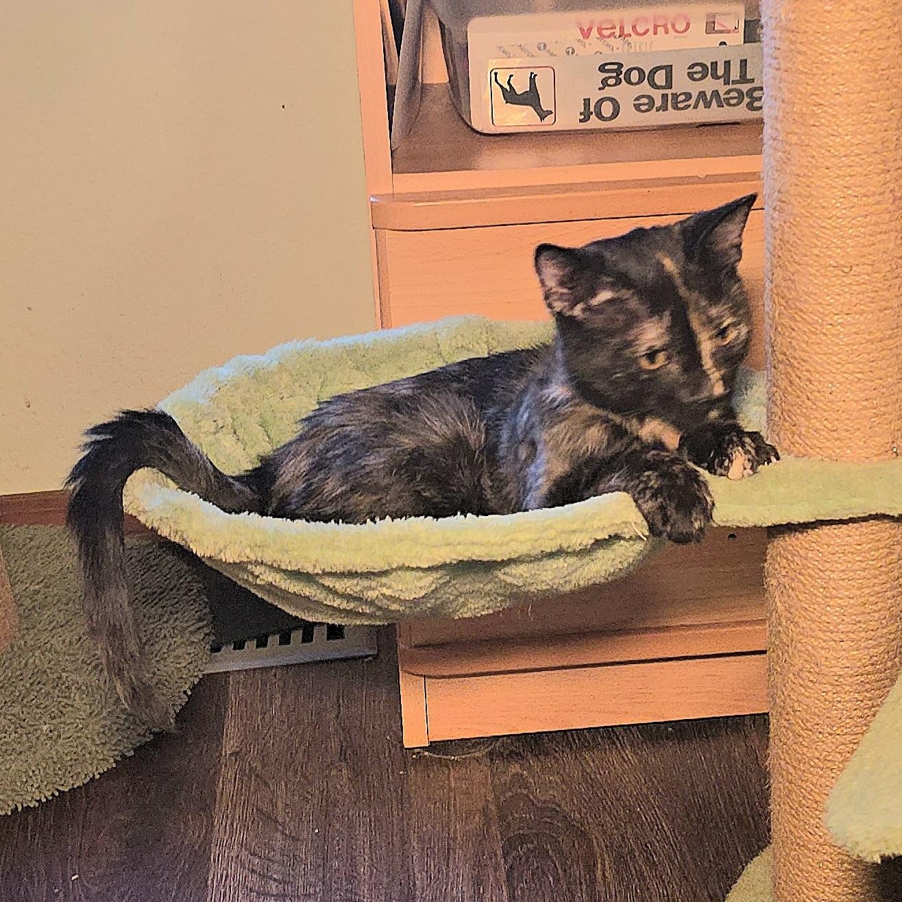 ROBIN, an adoptable Tortoiseshell in Fletcher, OK, 73541 | Photo Image 2