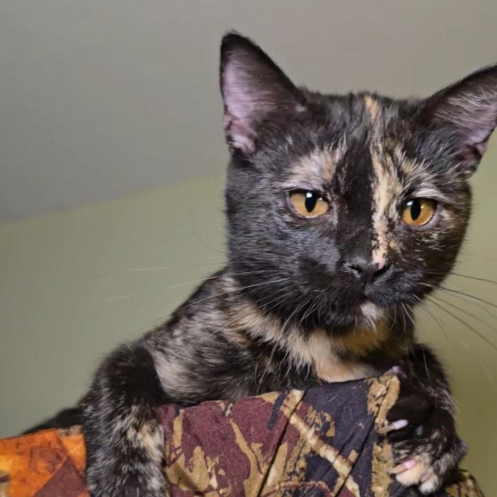 Enlarge ROBIN, a Adoptable Tortoiseshell in Fletcher, OK image 3/6