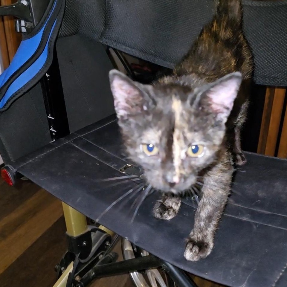 ROBIN, a Adoptable Tortoiseshell in Fletcher, OK image 6/6