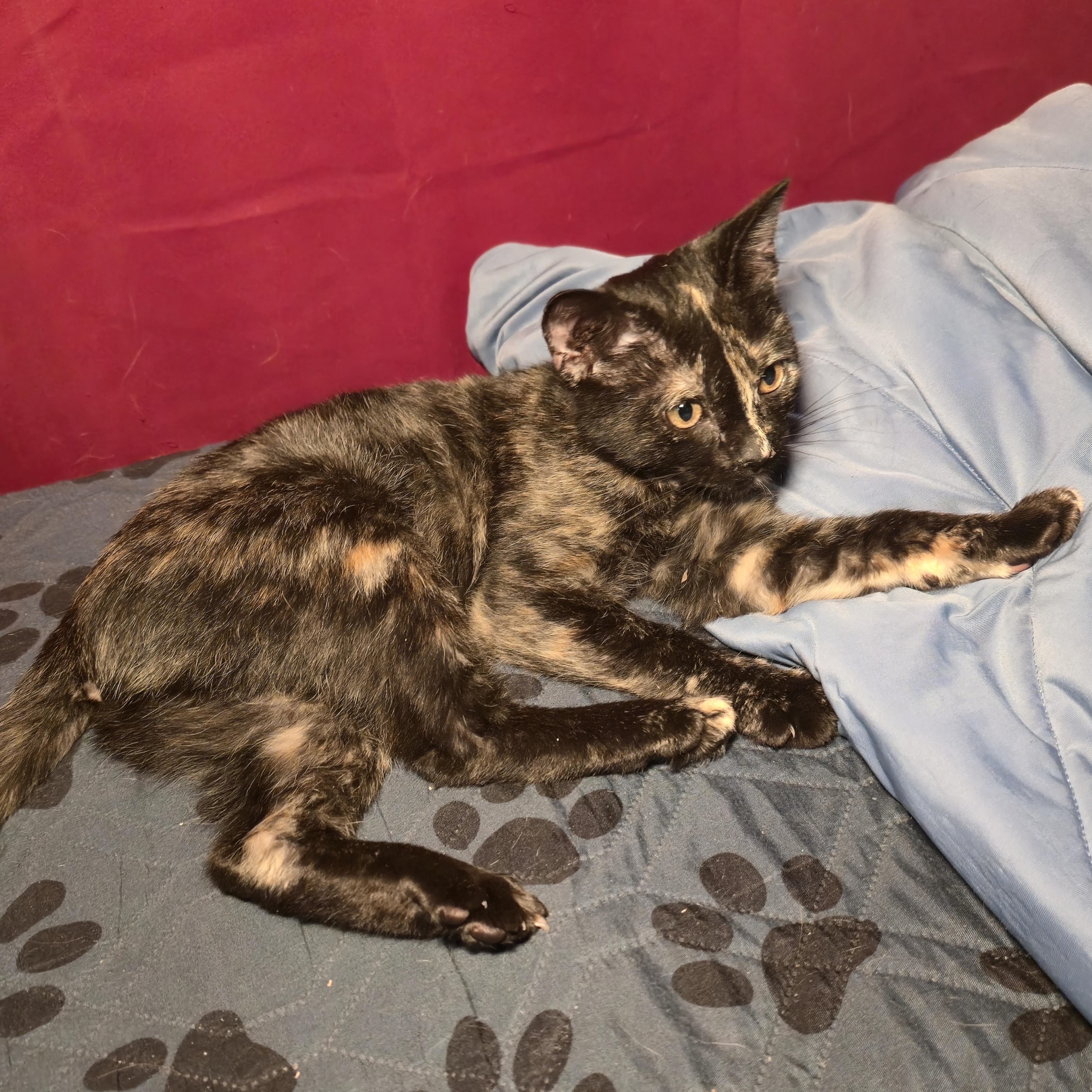 ROBIN, an adoptable Tortoiseshell in Fletcher, OK, 73541 | Photo Image 4