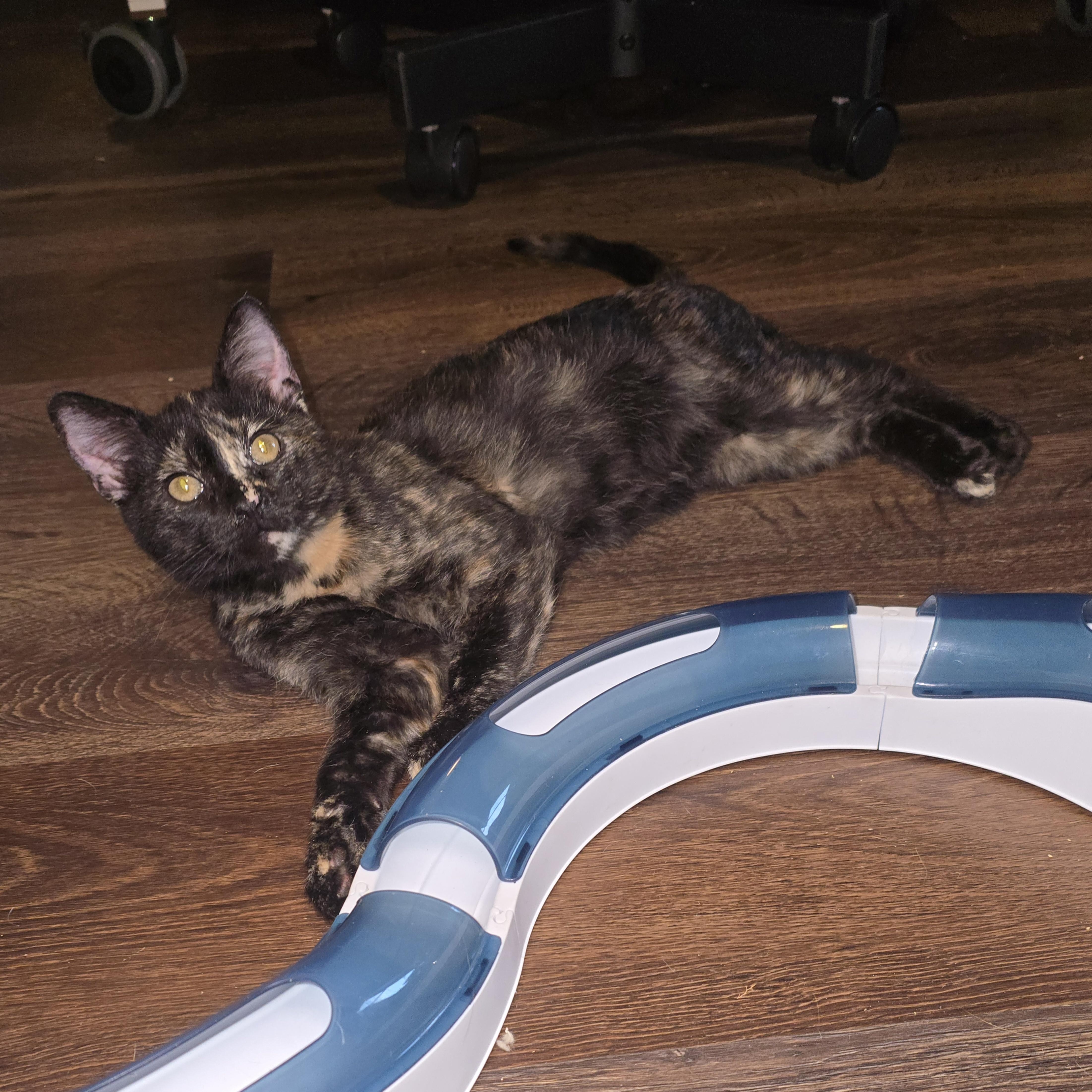 ROBIN, Adoptable, Young Female Tortoiseshell.