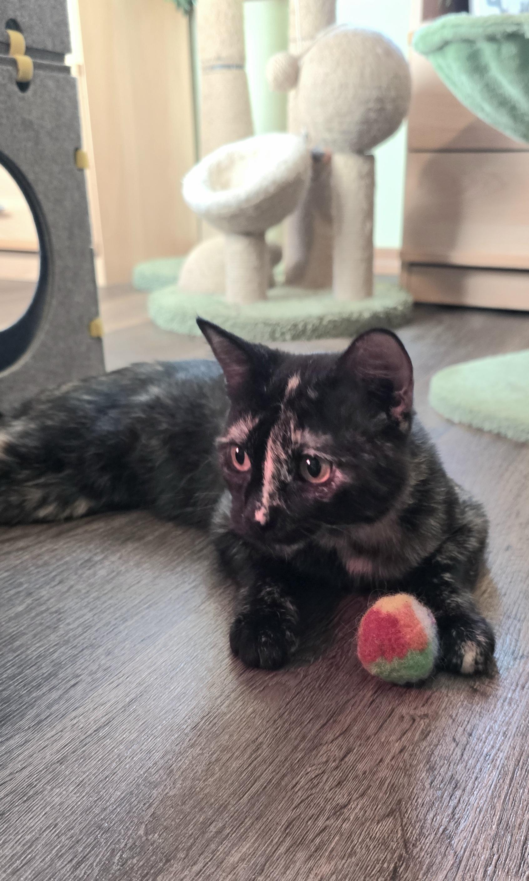 Enlarge ROBIN, a Adoptable Tortoiseshell in Fletcher, OK image 2/4