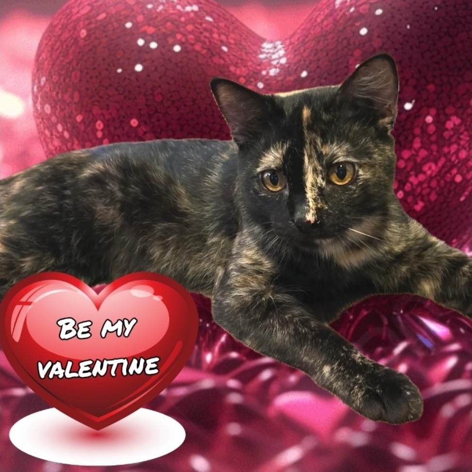 ROBIN, Adoptable, Young Female Tortoiseshell.