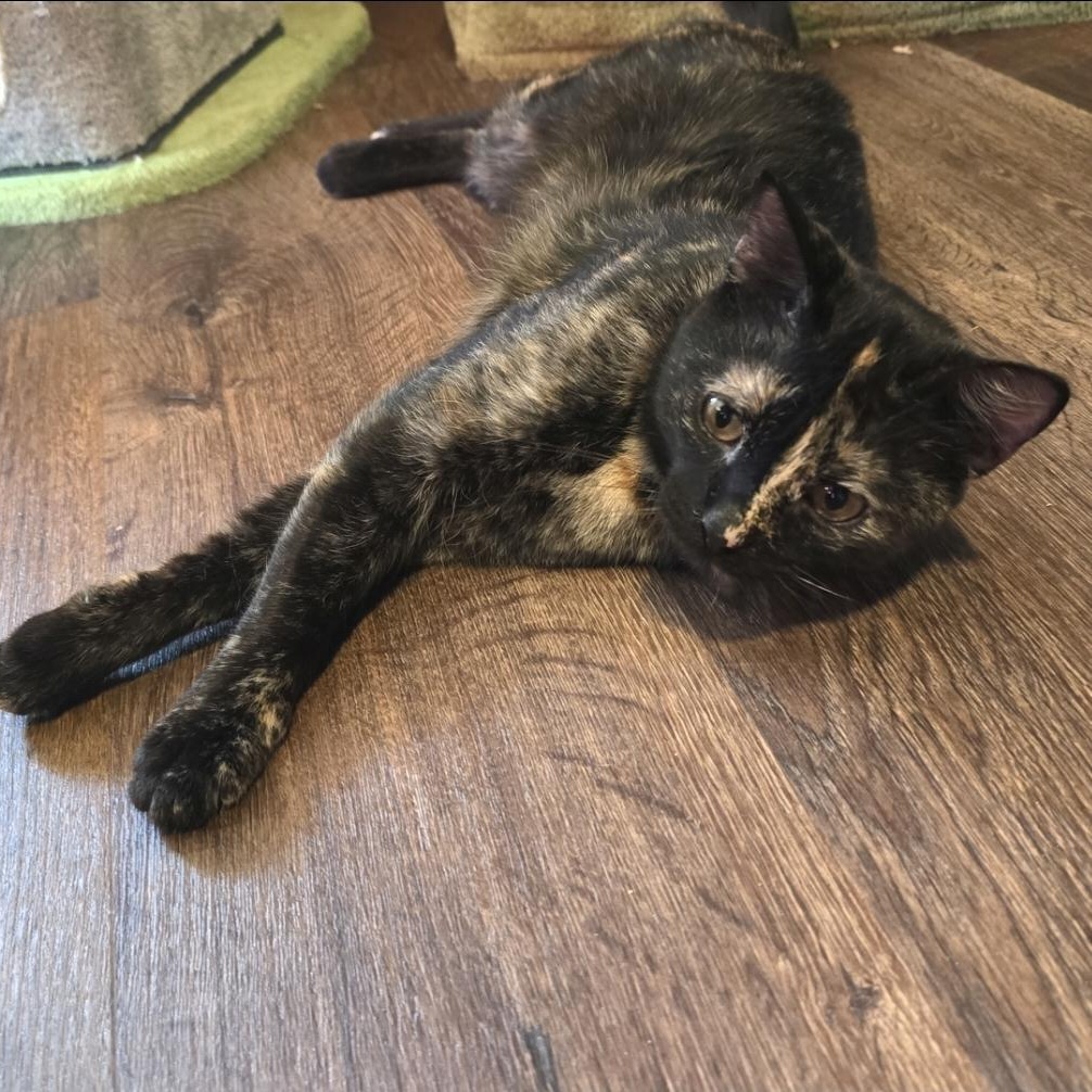 Enlarge ROBIN, a Adoptable Tortoiseshell in Fletcher, OK image 3/4