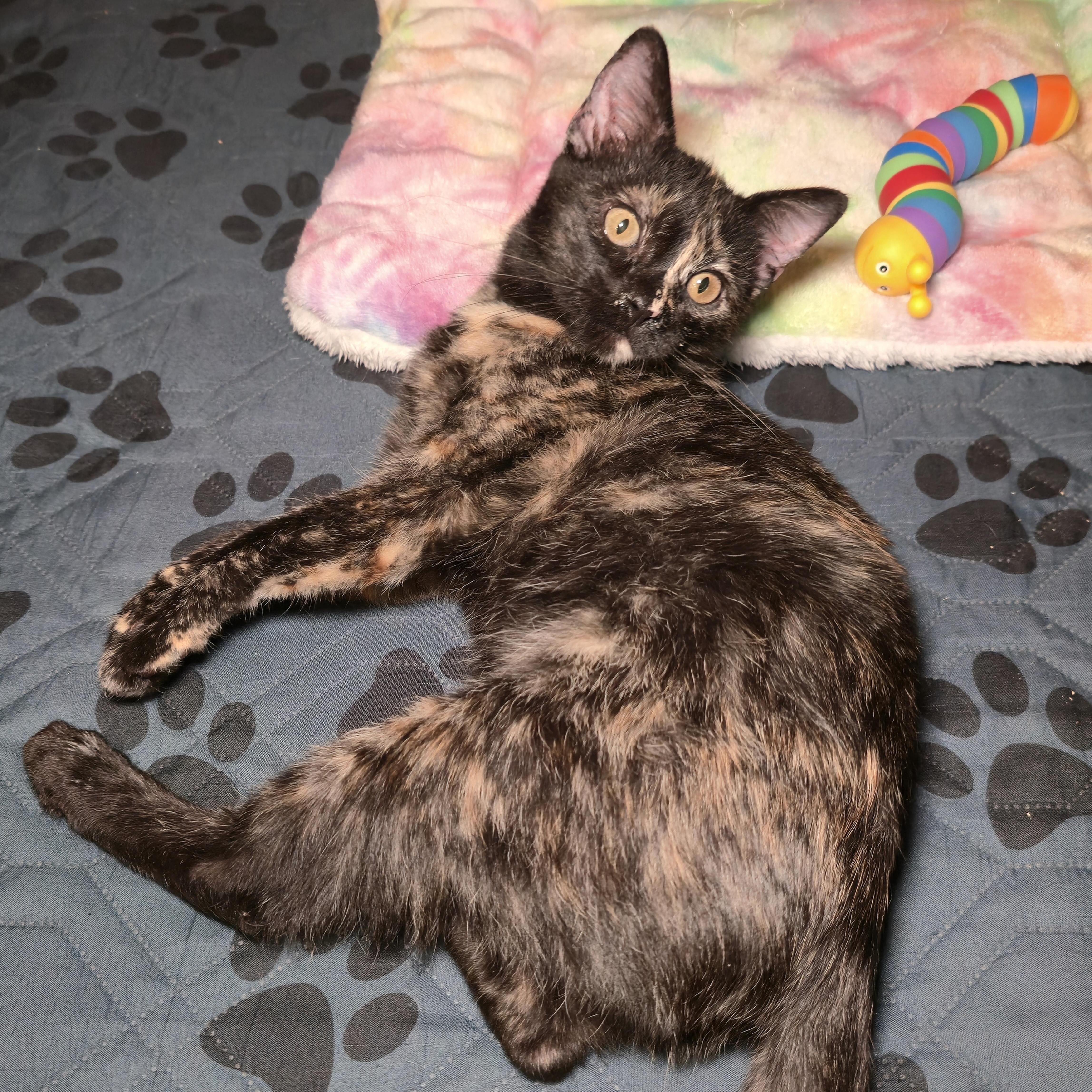 ROBIN, an adoptable Tortoiseshell in Fletcher, OK, 73541 | Photo Image 5