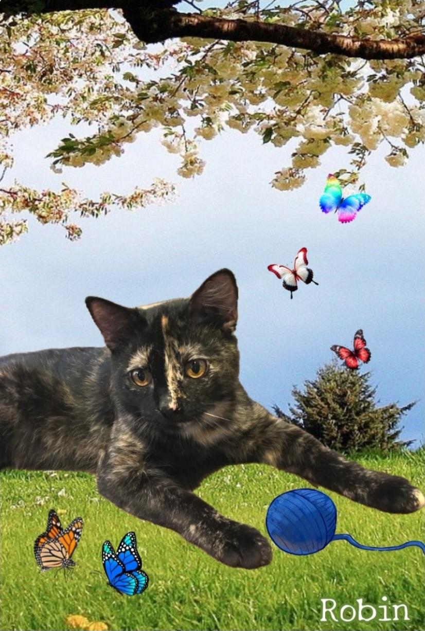 ROBIN, Adoptable, Young Female Tortoiseshell.
