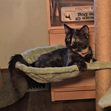 ROBIN, an adoptable Tortoiseshell in Fletcher, OK, 73541 | Photo Image 3