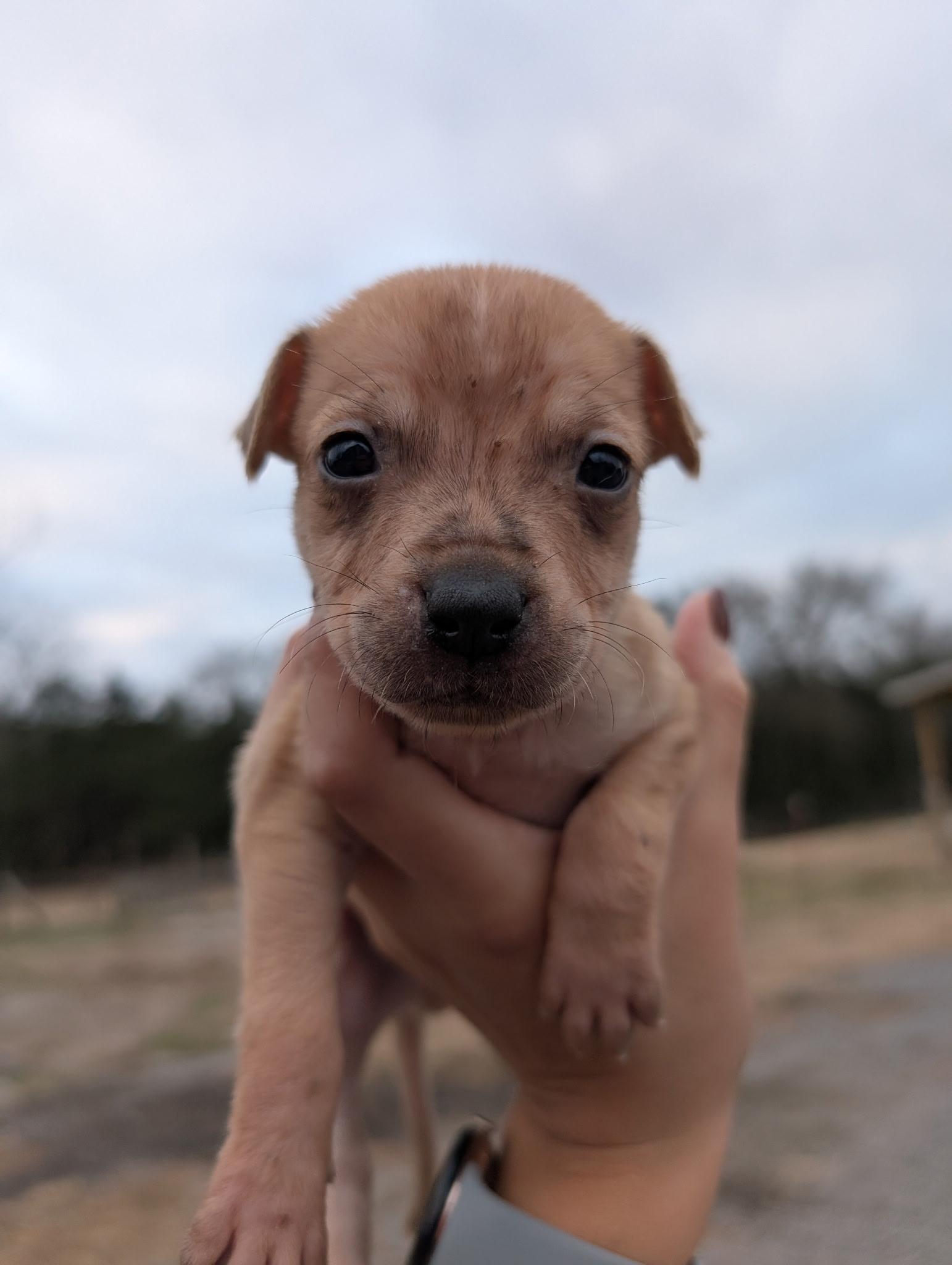 Enlarge Macaroni , a ADOPTABLE mixed breed in Spring hill, TN image 2/2