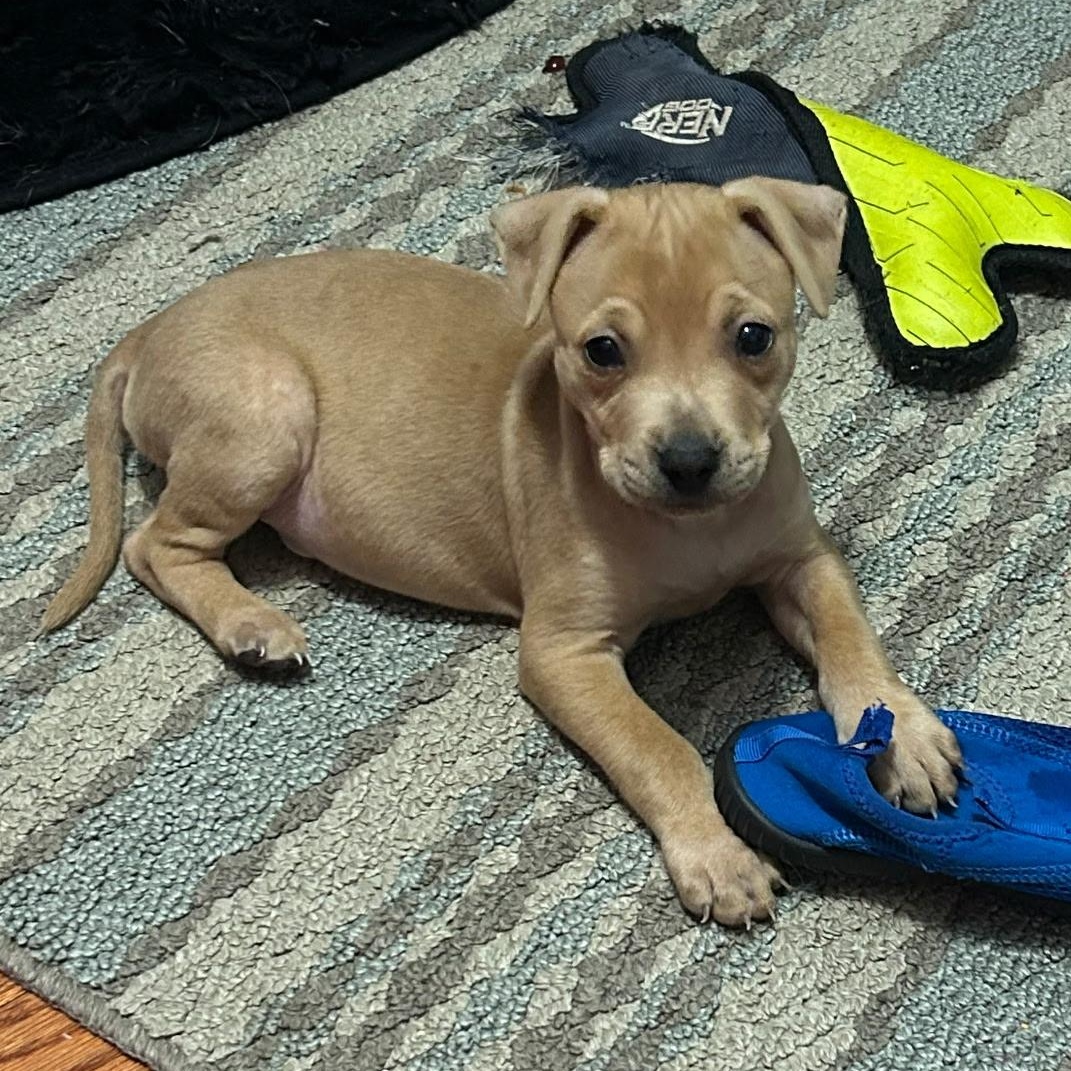Macaroni , ADOPTABLE, Puppy Male Mixed Breed & Labrador Retriever.