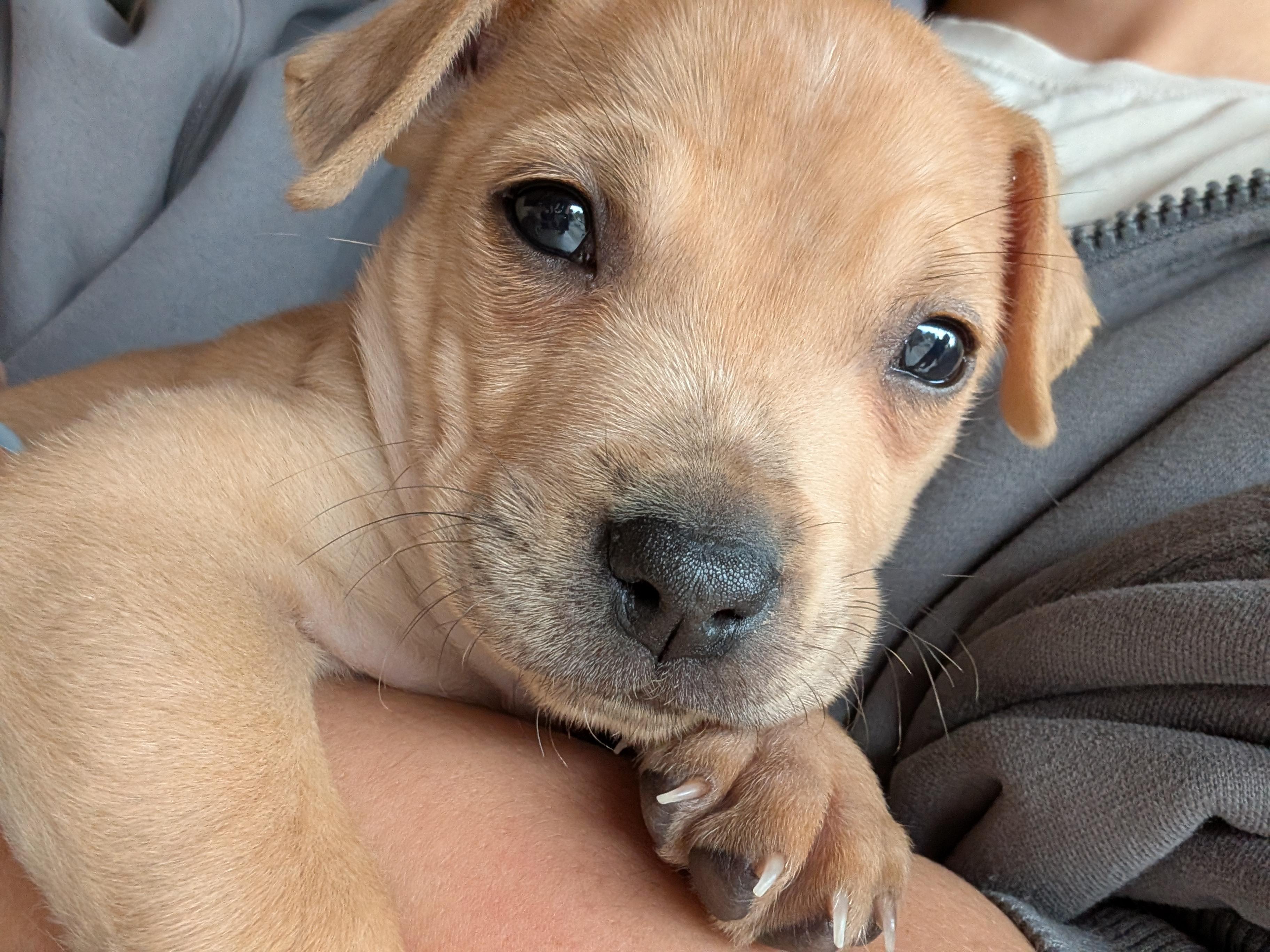 Macaroni , ADOPTABLE, Puppy Male Mixed Breed & Labrador Retriever.