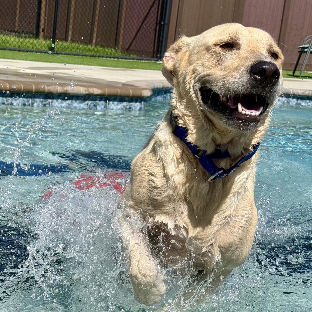Bingo, Adoptable, Adult Female Labrador Retriever & Mixed Breed.